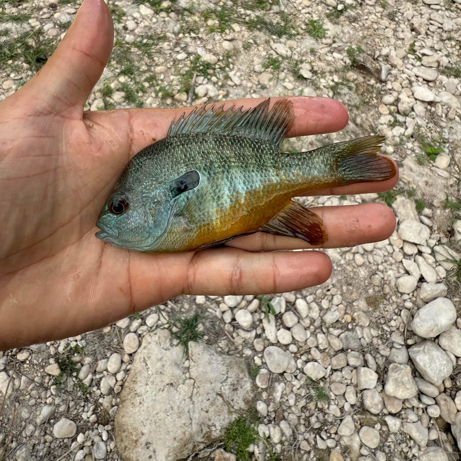Redbreast sunfish caught on Fishbrain