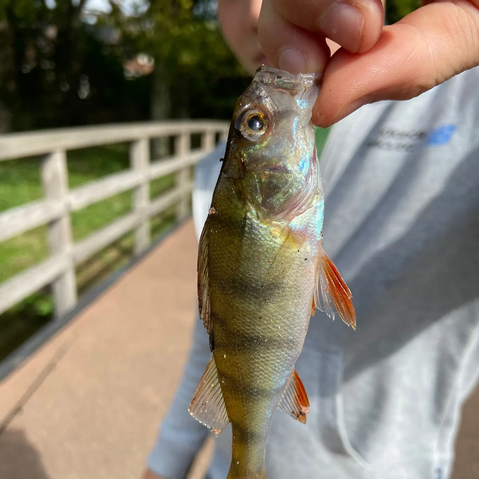 European perch caught on Fishbrain