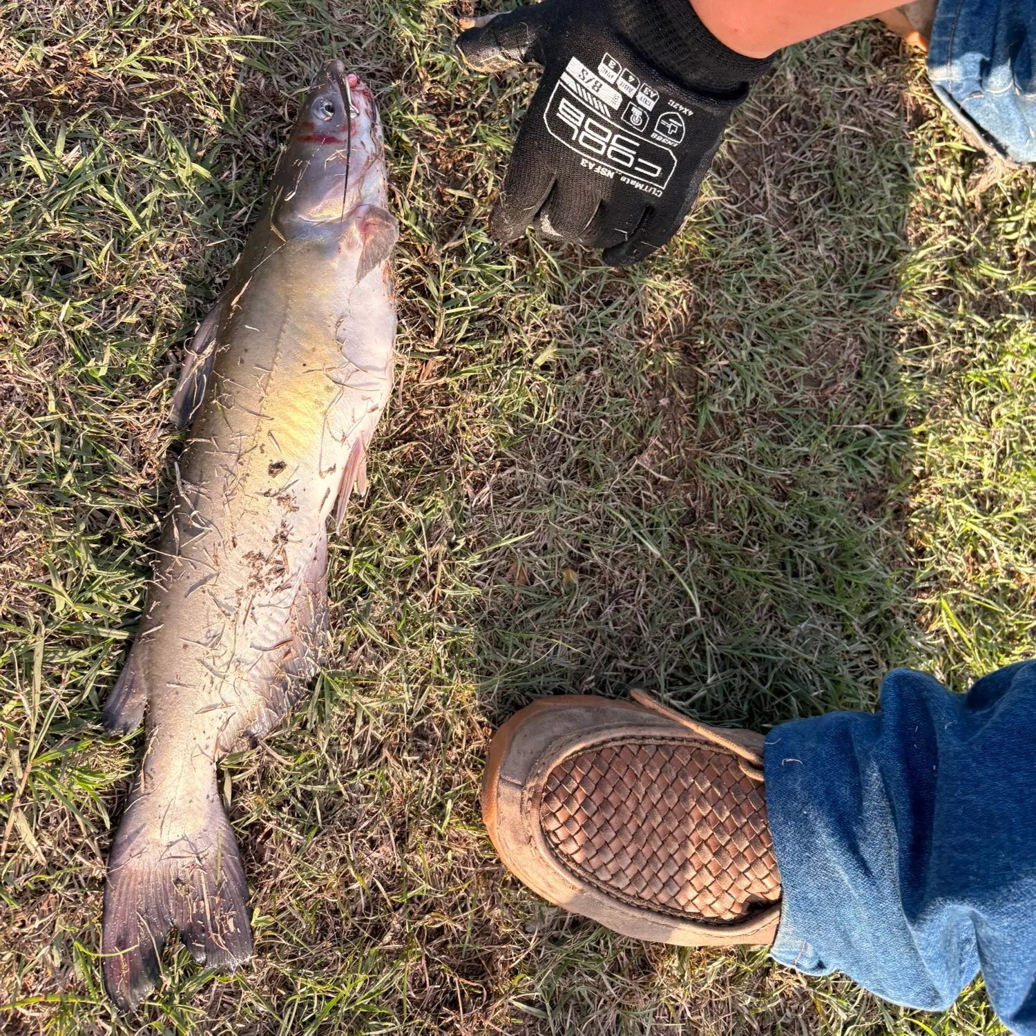 Channel catfish caught on Fishbrain