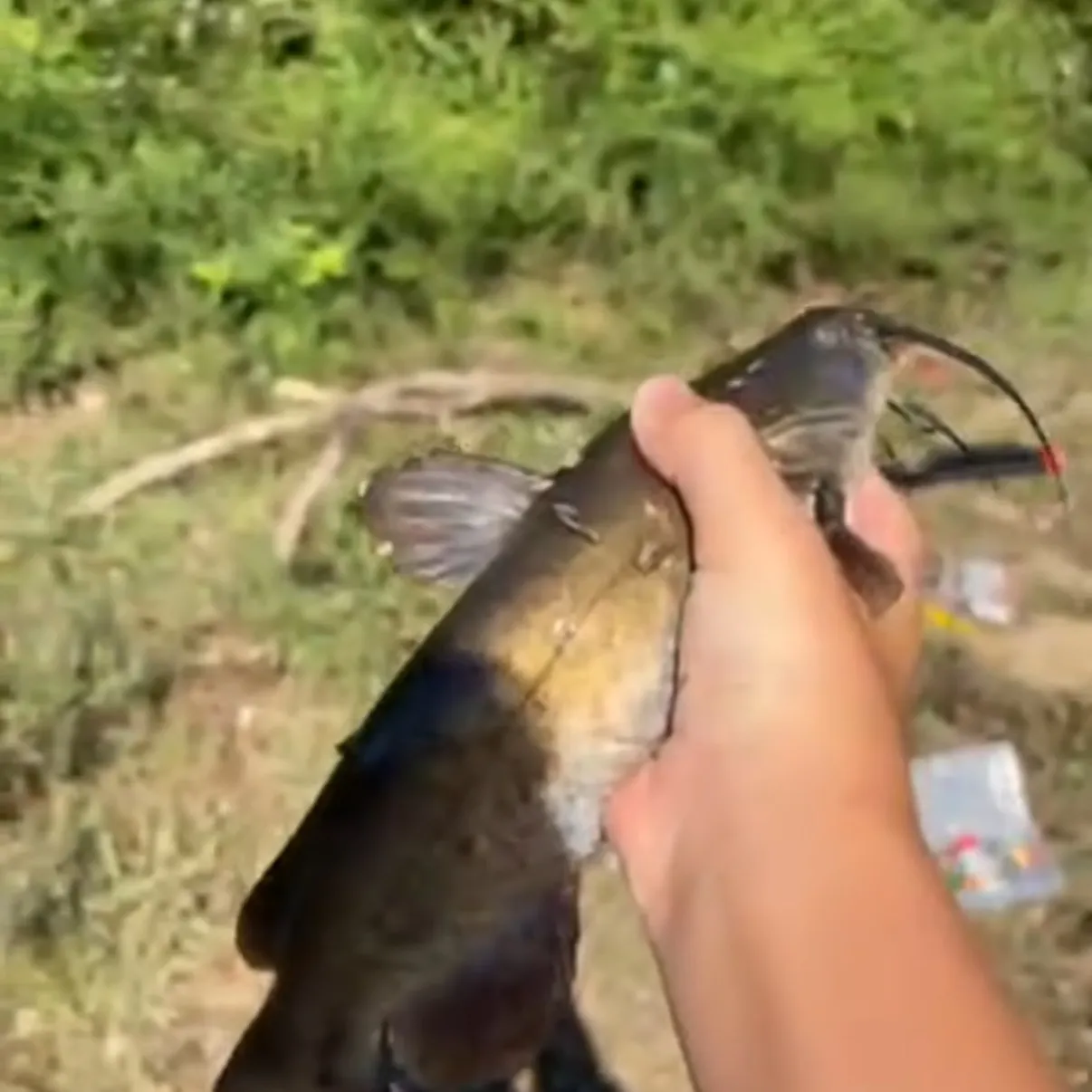 Yellow bullhead caught on Fishbrain