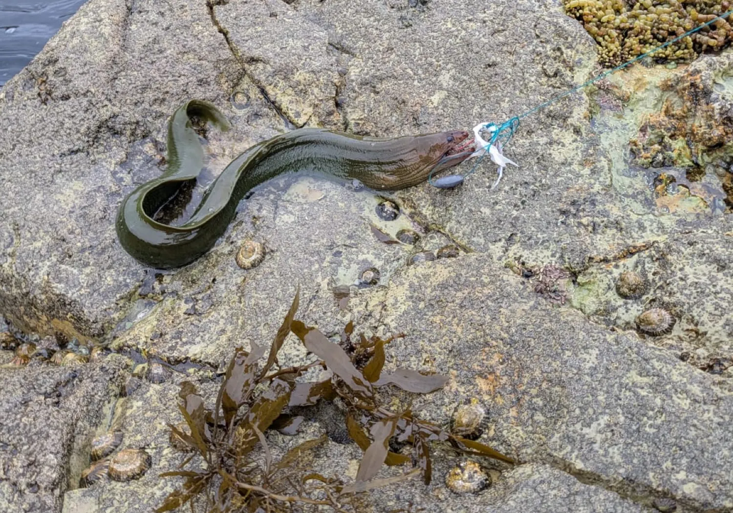 Green moray