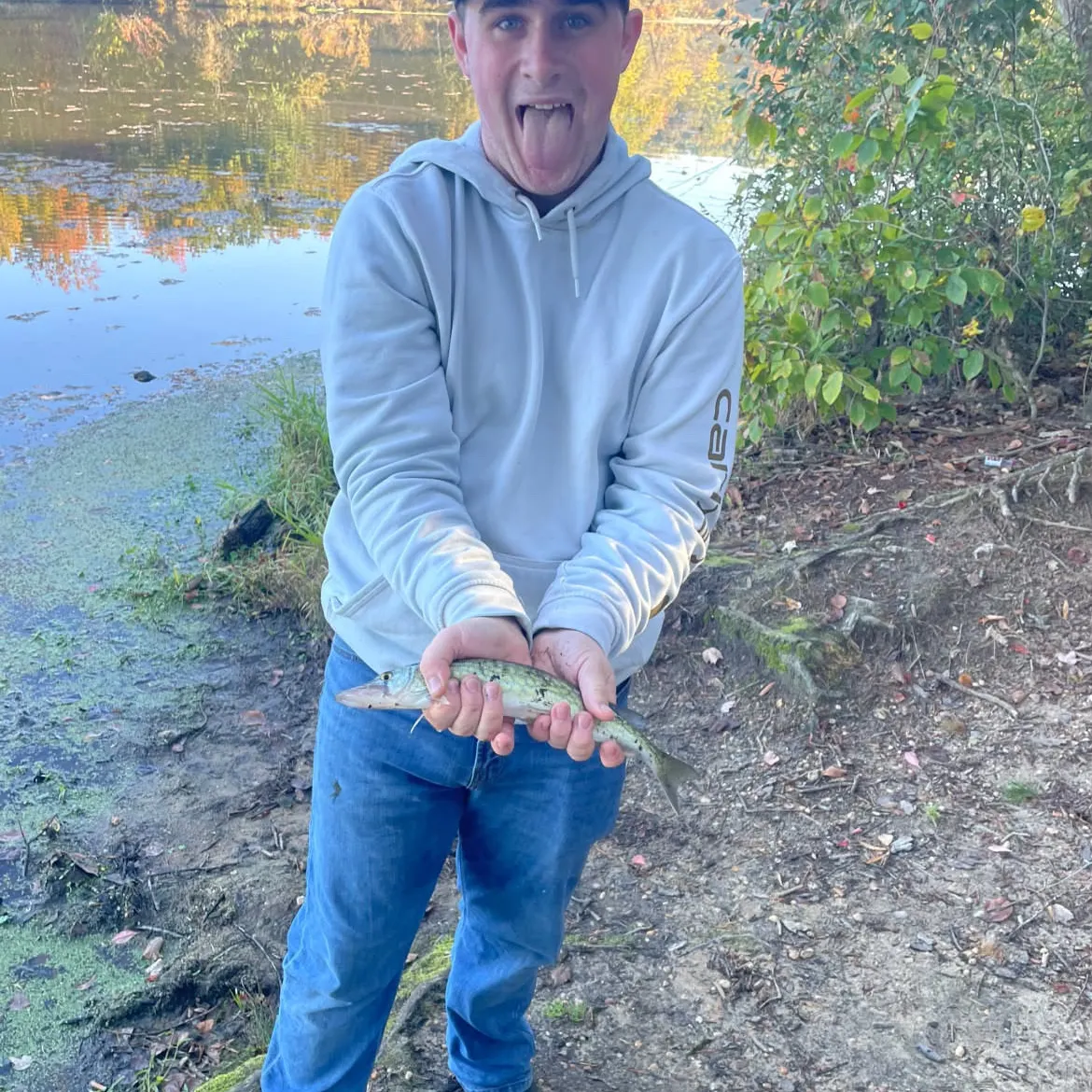 Chain pickerel caught on Fishbrain