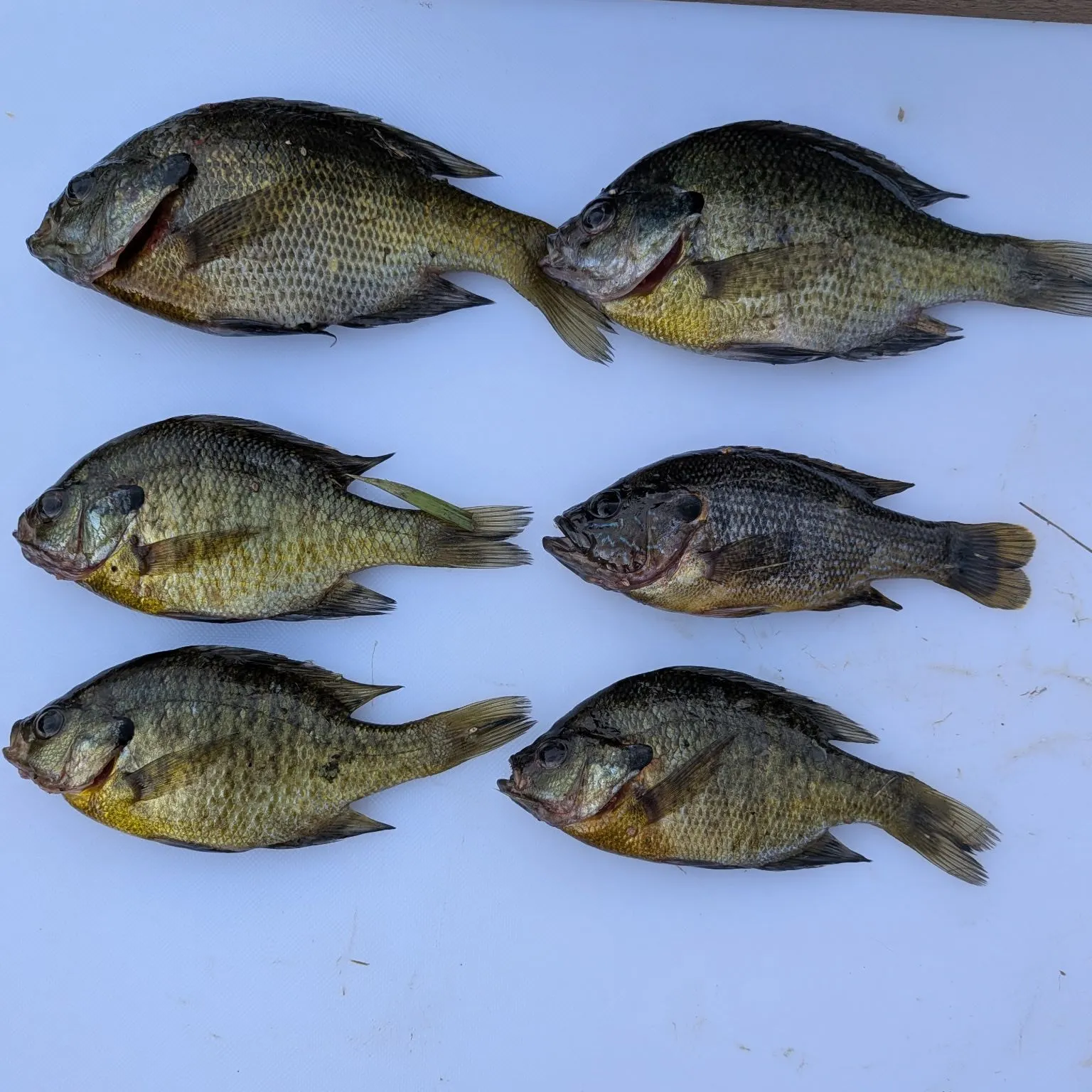 Bluegill caught on Fishbrain
