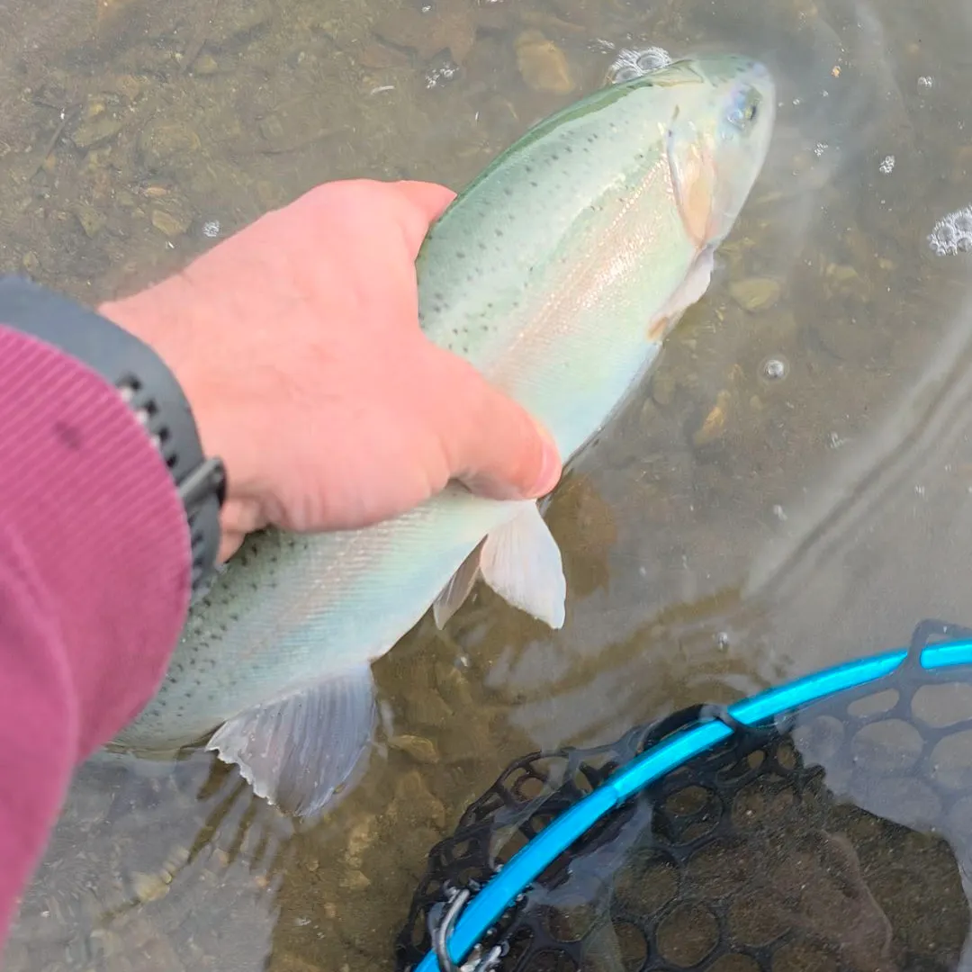 Rainbow trout caught on Fishbrain