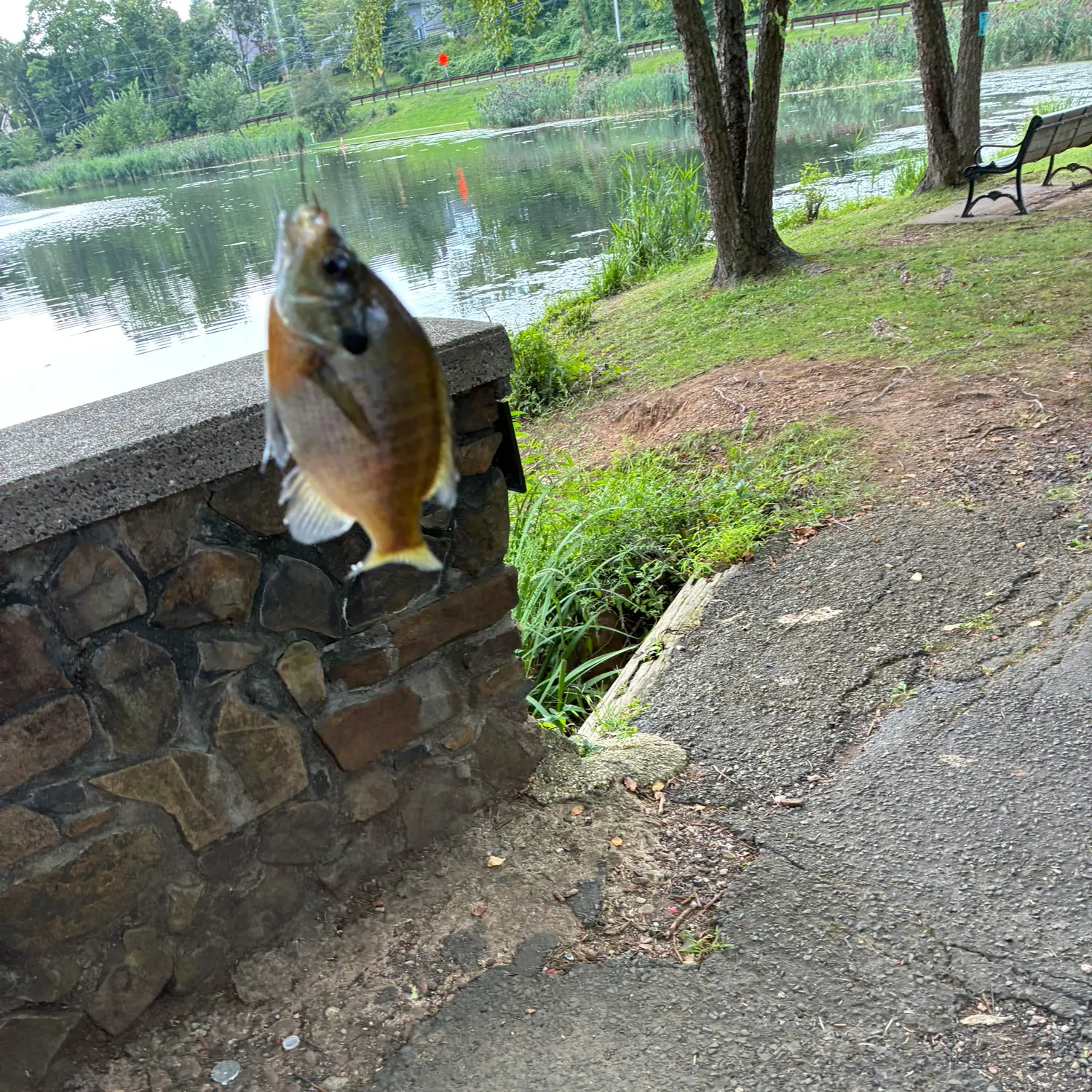 Bluegill caught on Fishbrain