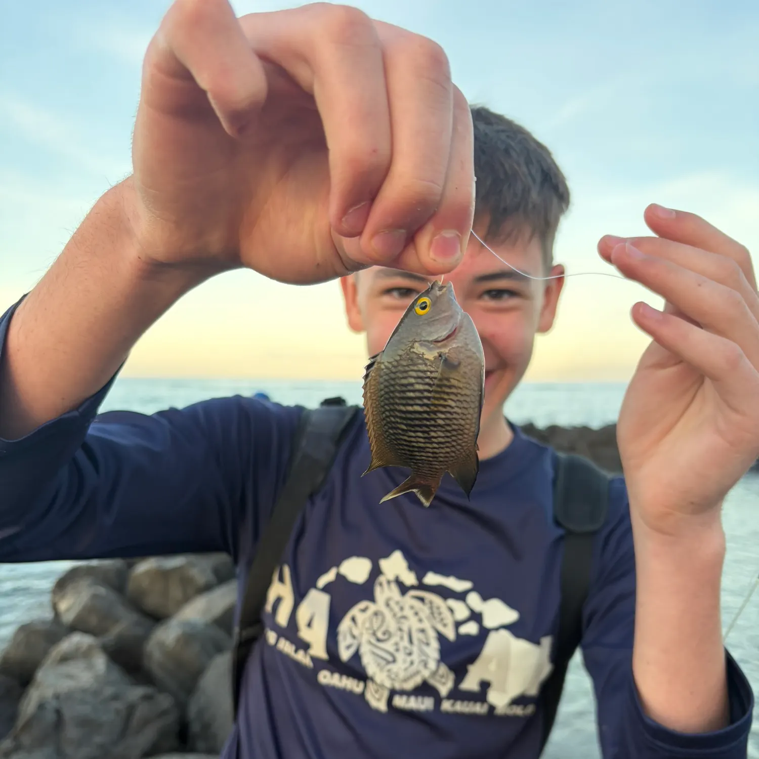The most recent Hawaiian gregory catches on Fishbrain