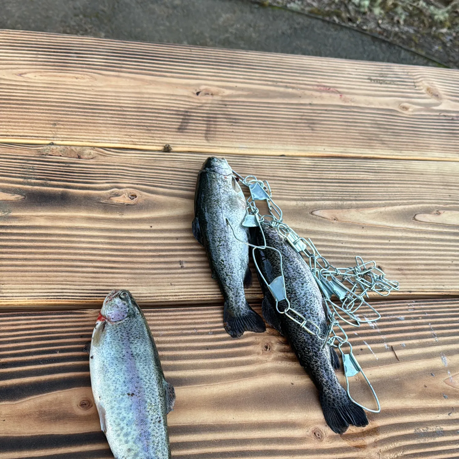 recently logged catches