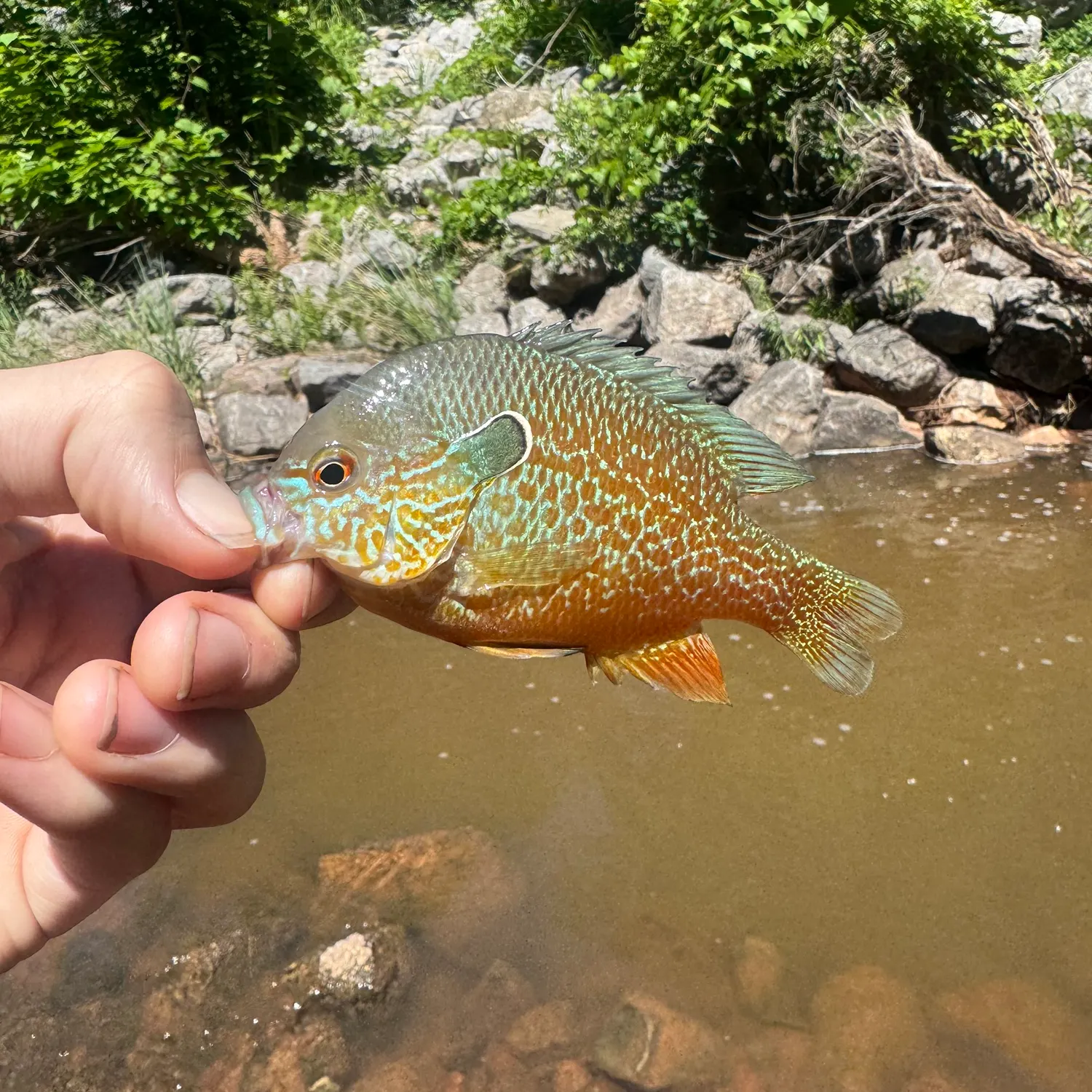The most recent Plains longear sunfish catches on Fishbrain