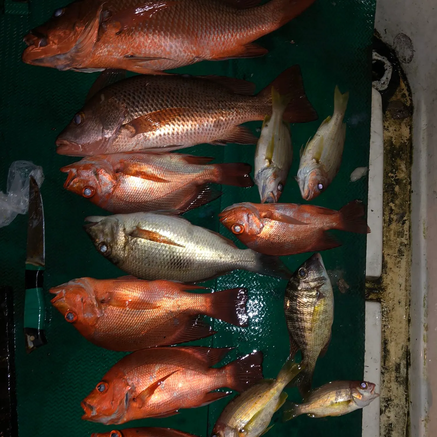 ᐅ Suva Harbour fishing reports🎣• Central, Fiji fishing