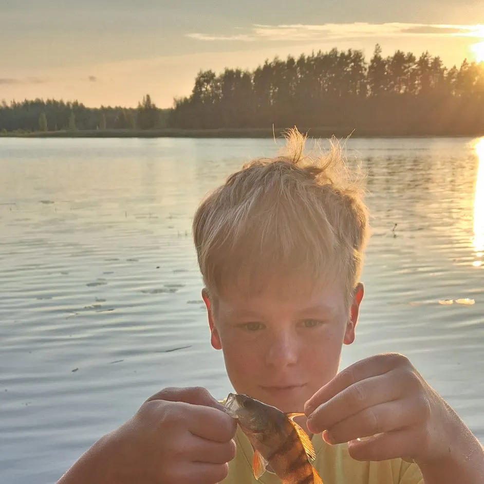 European perch caught on Fishbrain