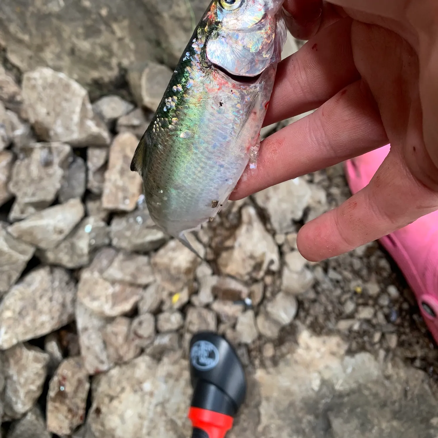 The most recent Skipjack herring catches on Fishbrain