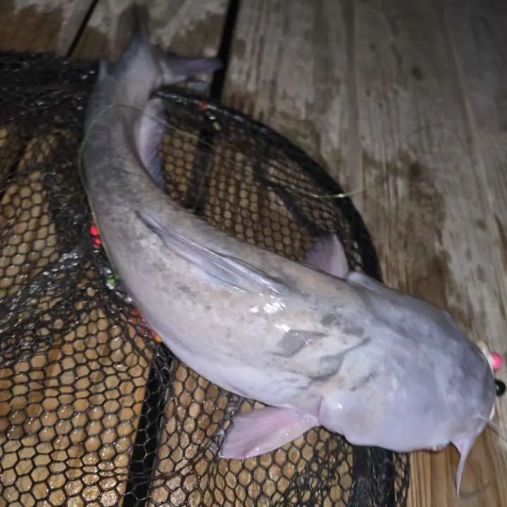 Blue catfish caught on Fishbrain