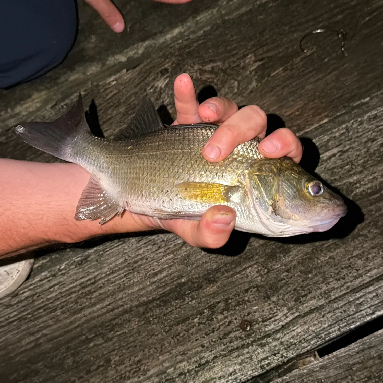 White perch caught on Fishbrain