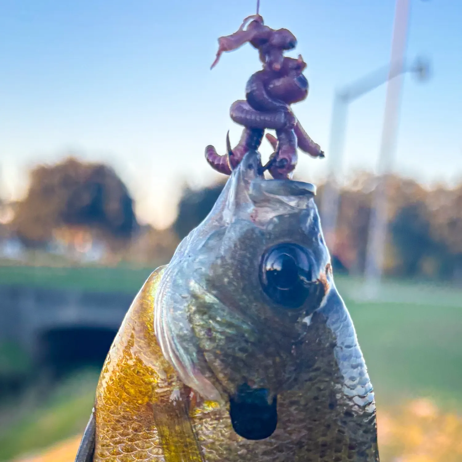 Bluegill caught on Fishbrain