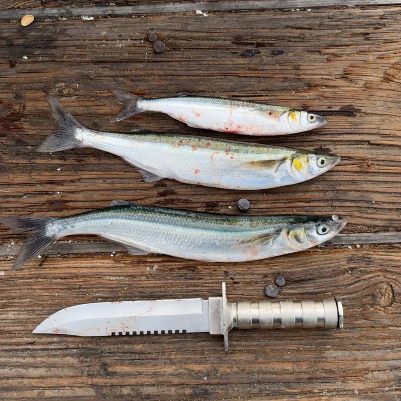 recently logged catches