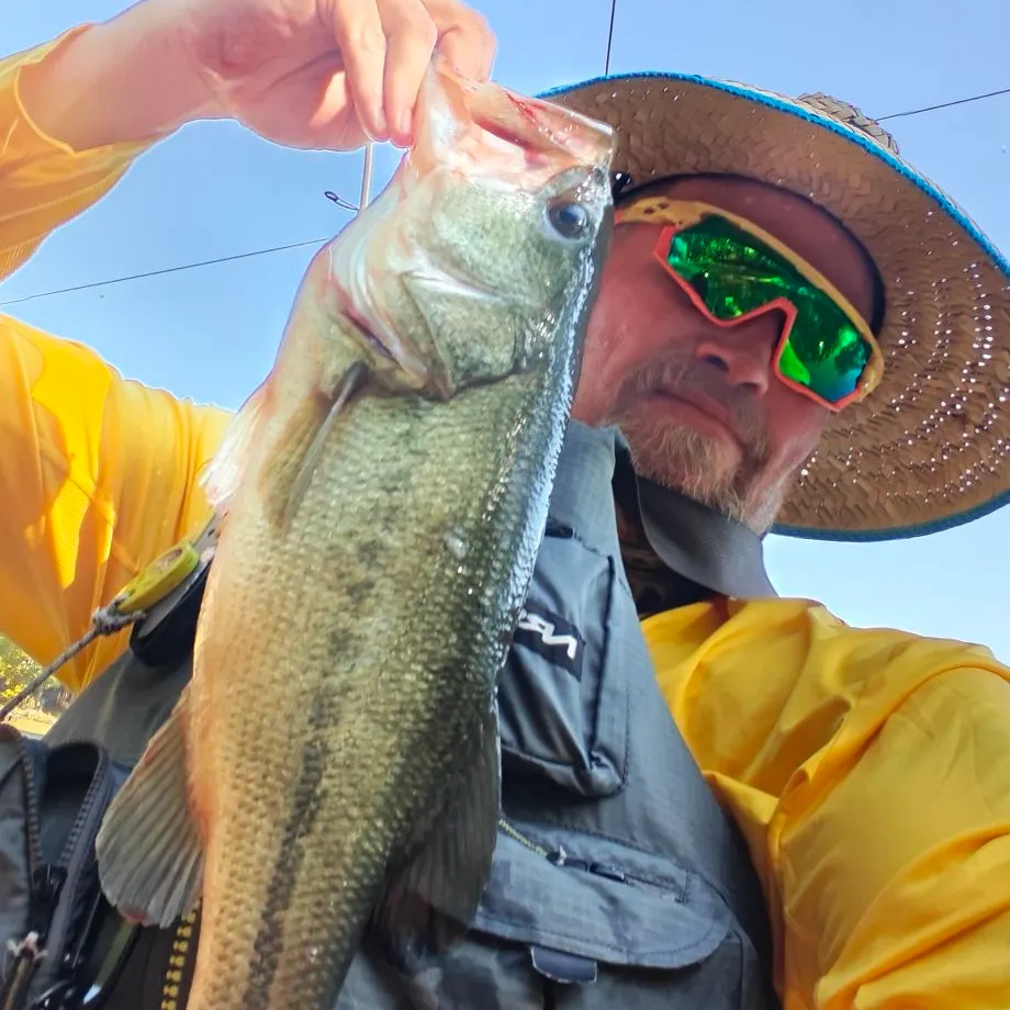 Largemouth bass caught on Fishbrain