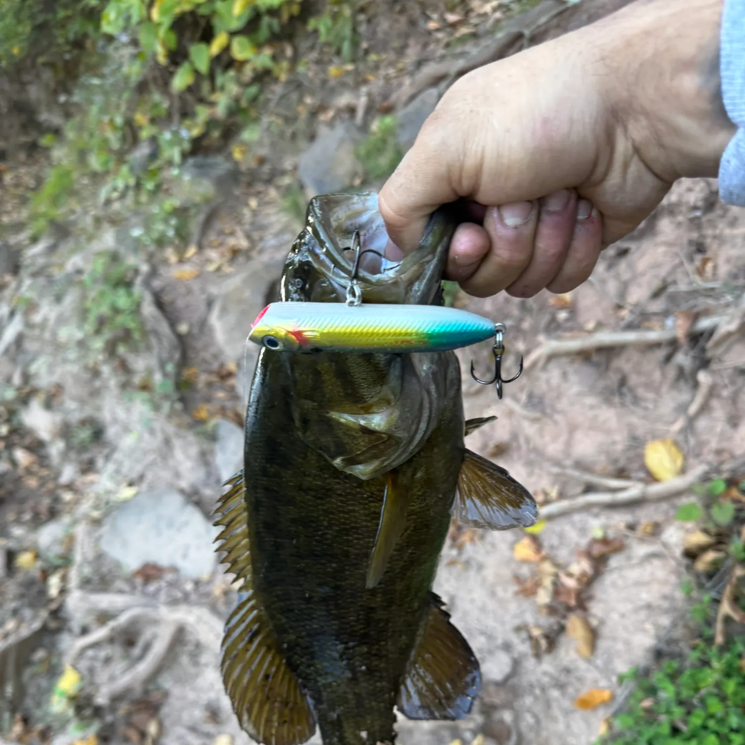 Smallmouth bass caught on Fishbrain