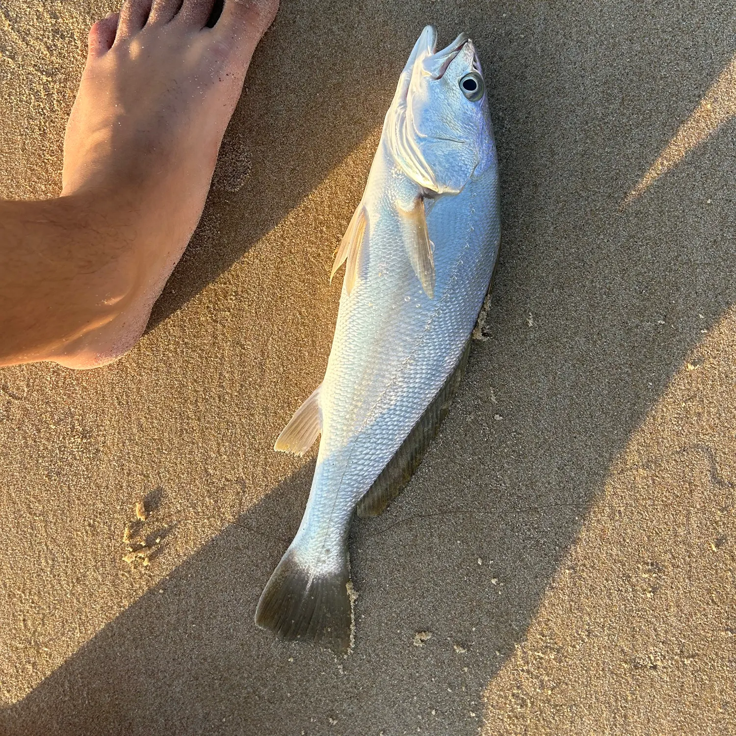 Meagre caught on Fishbrain