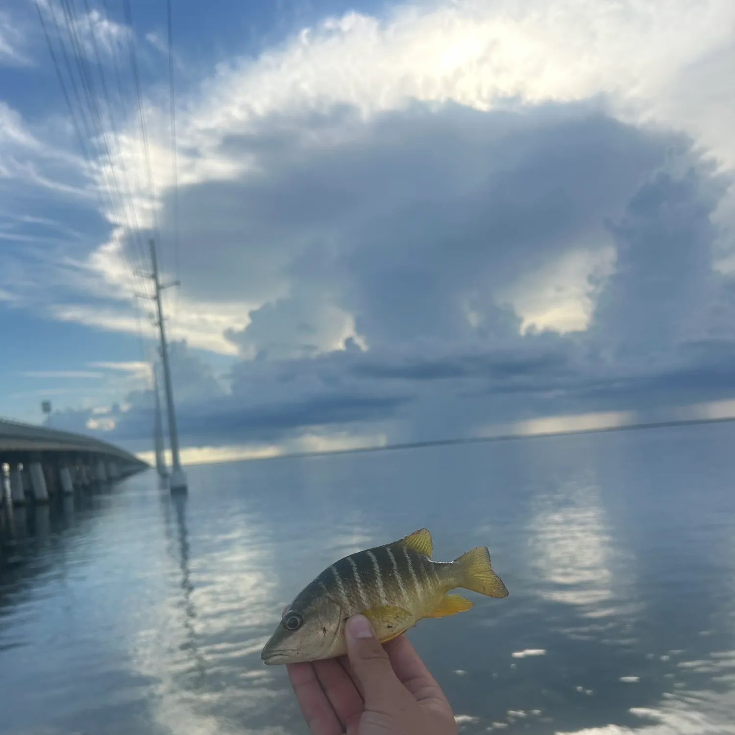 The most recent Schoolmaster snapper catches on Fishbrain