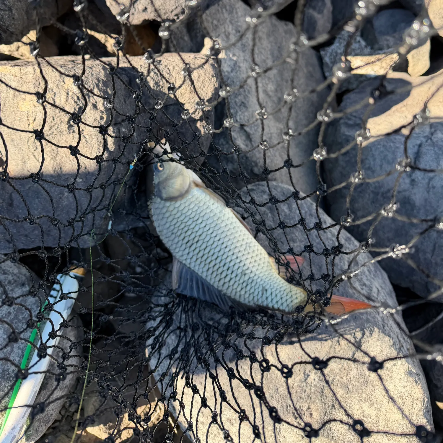 The most recent Common carp catches on Fishbrain