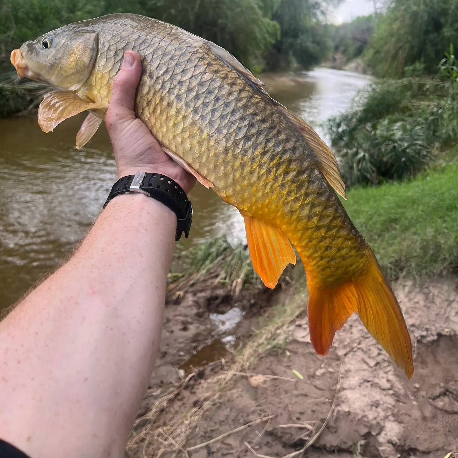 Common carp caught on Fishbrain