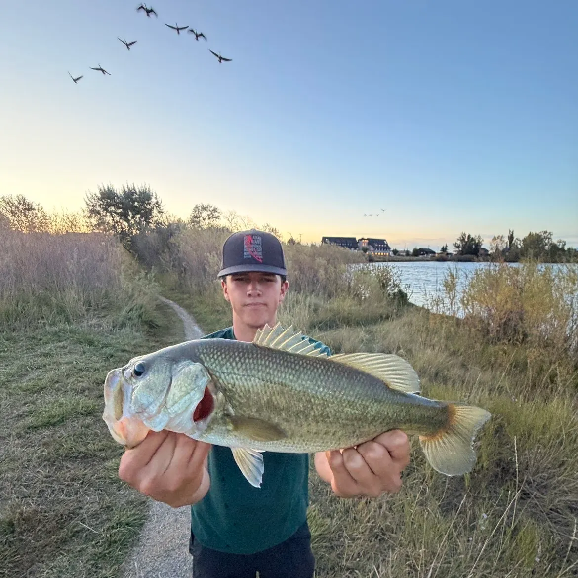 Largemouth bass caught on Fishbrain