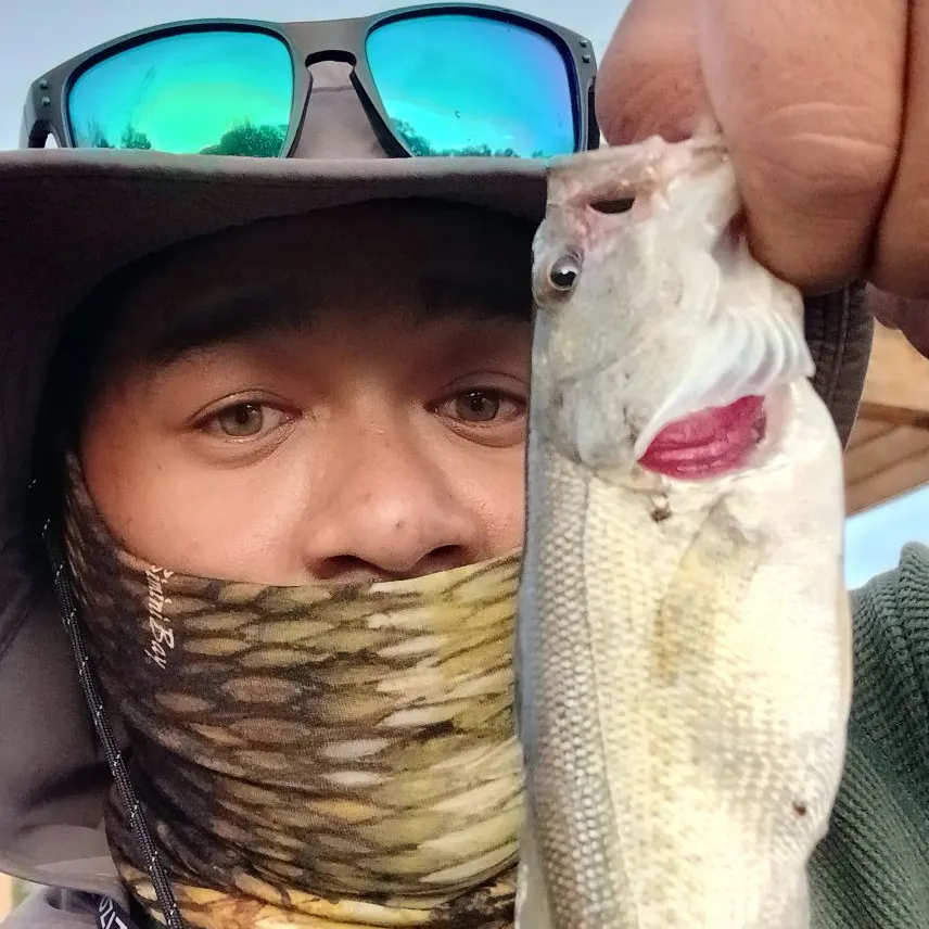 Spotted bass caught on Fishbrain