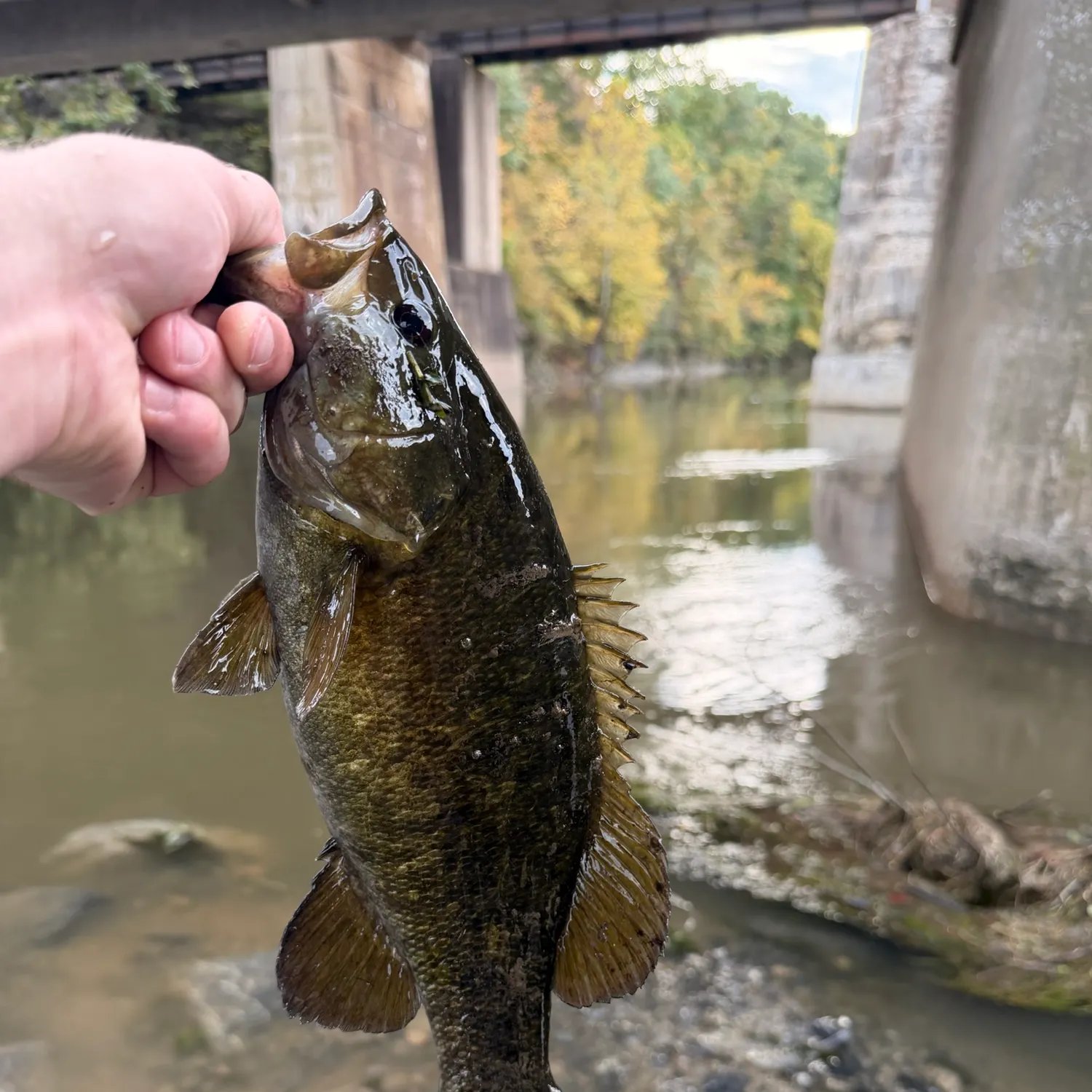 Smallmouth bass caught on Fishbrain