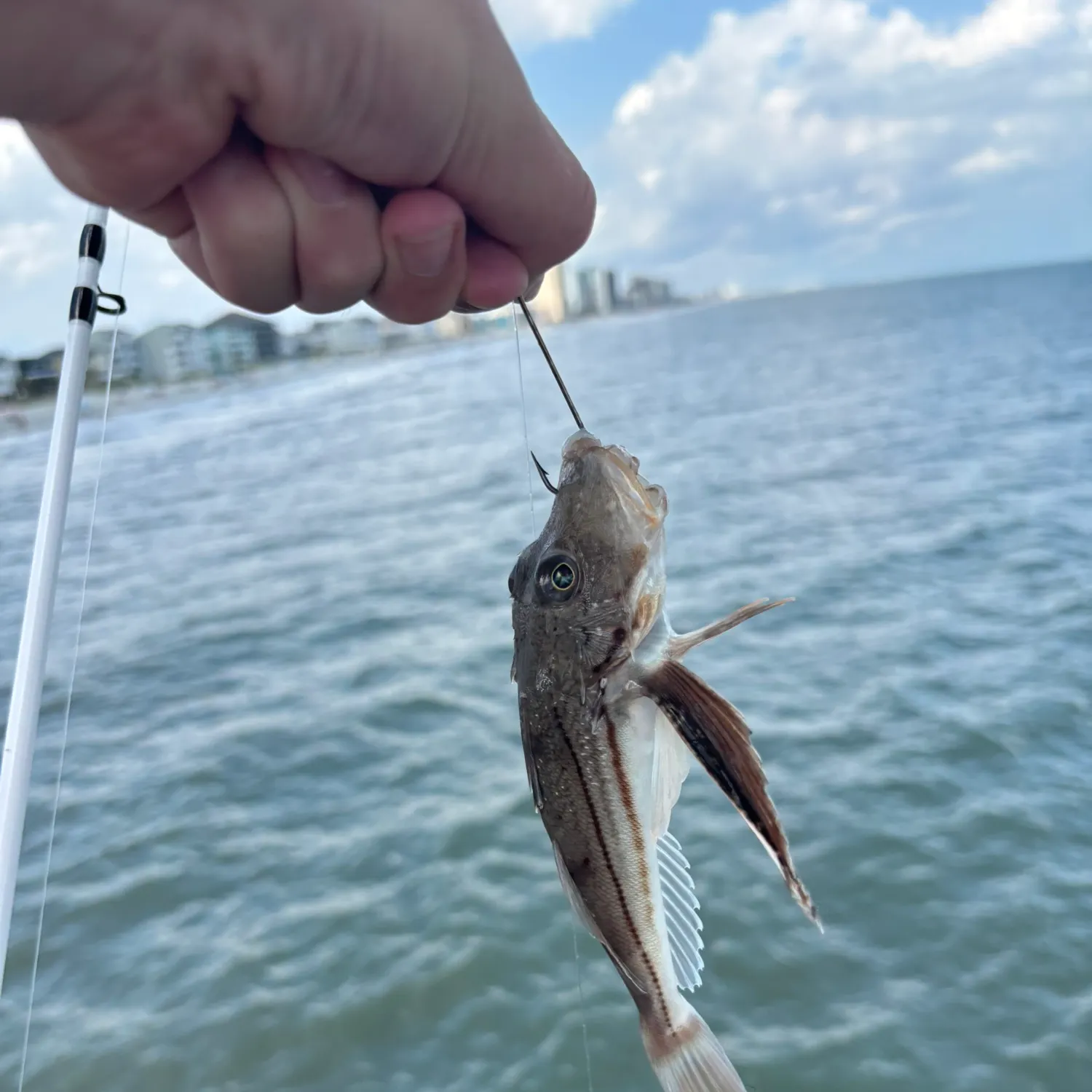 Striped searobin caught on Fishbrain