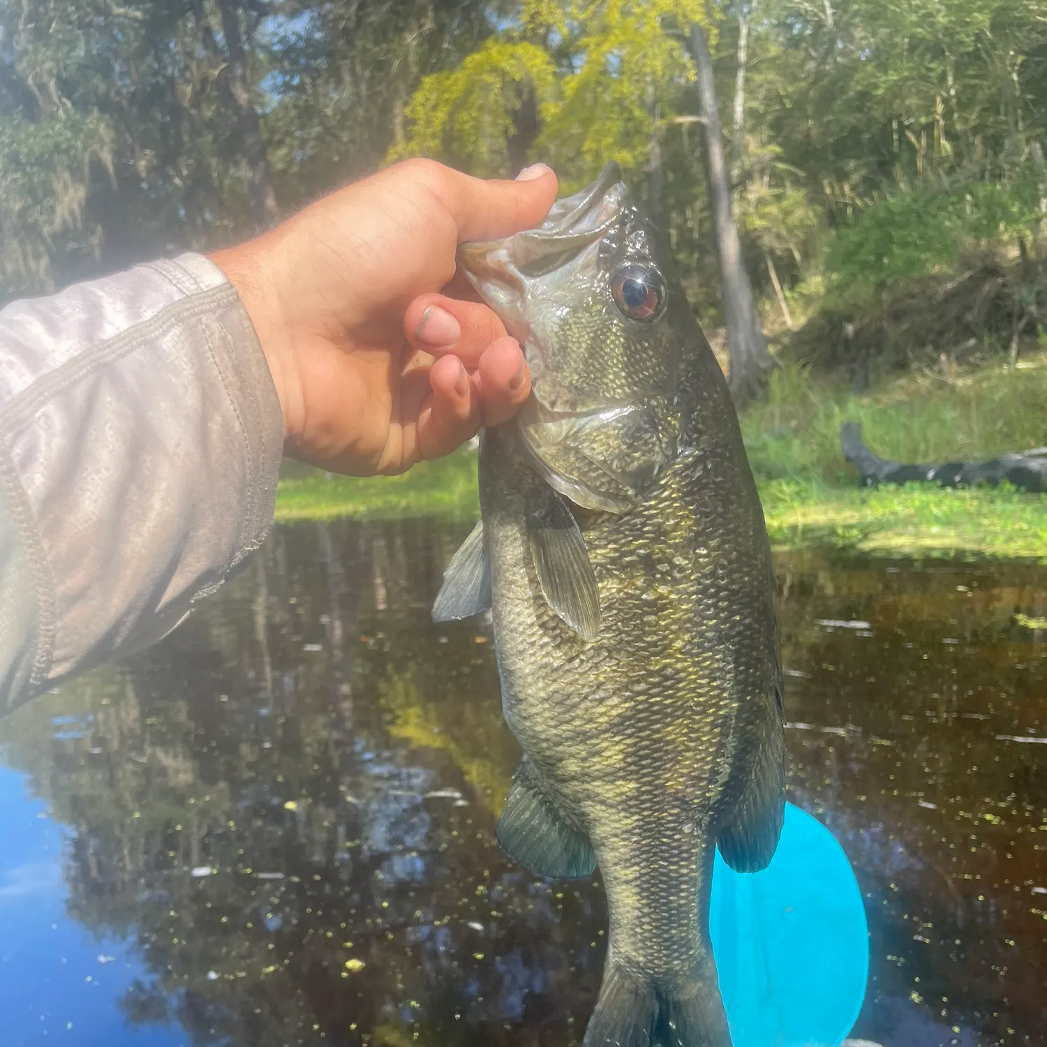 Suwannee bass caught on Fishbrain