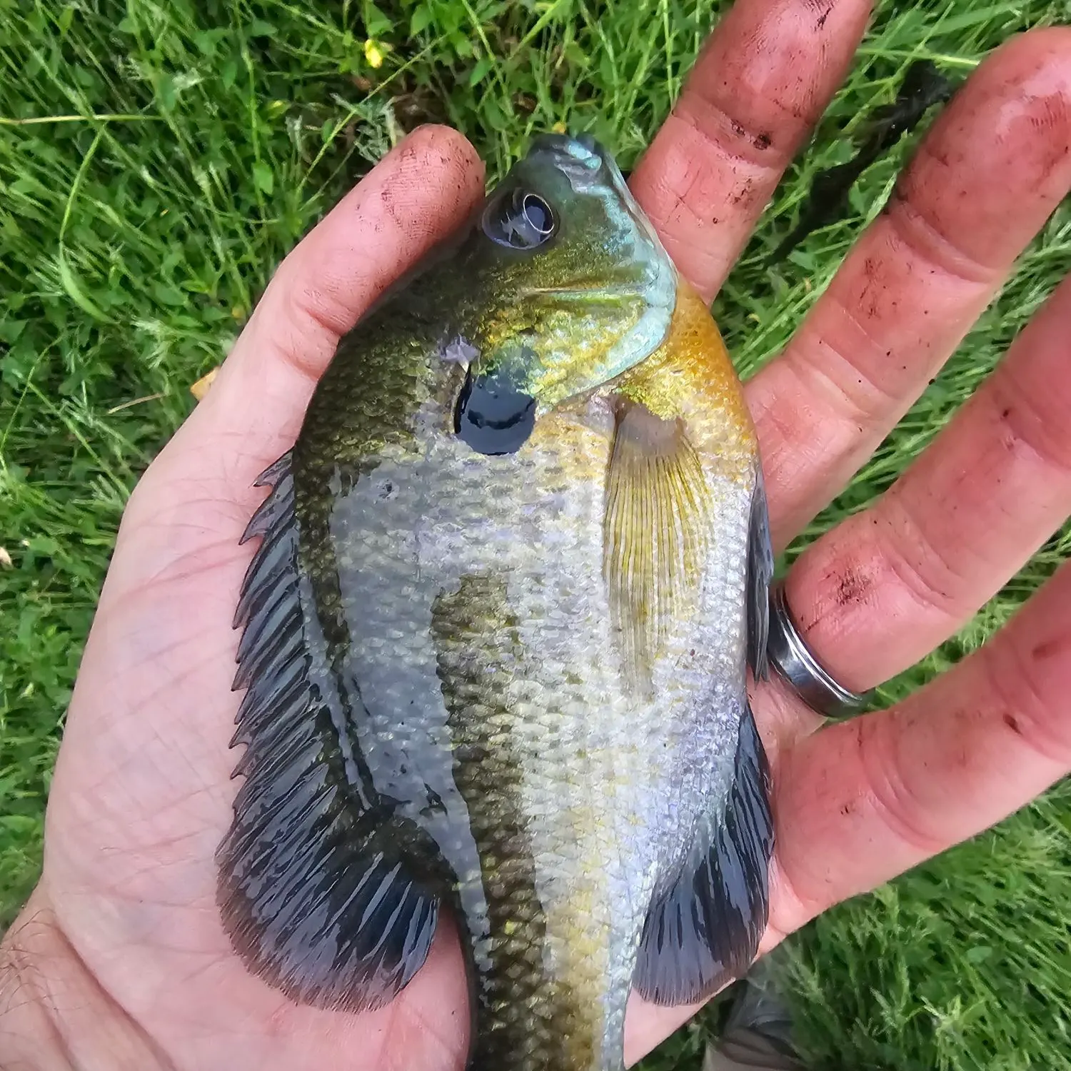 Bluegill caught on Fishbrain