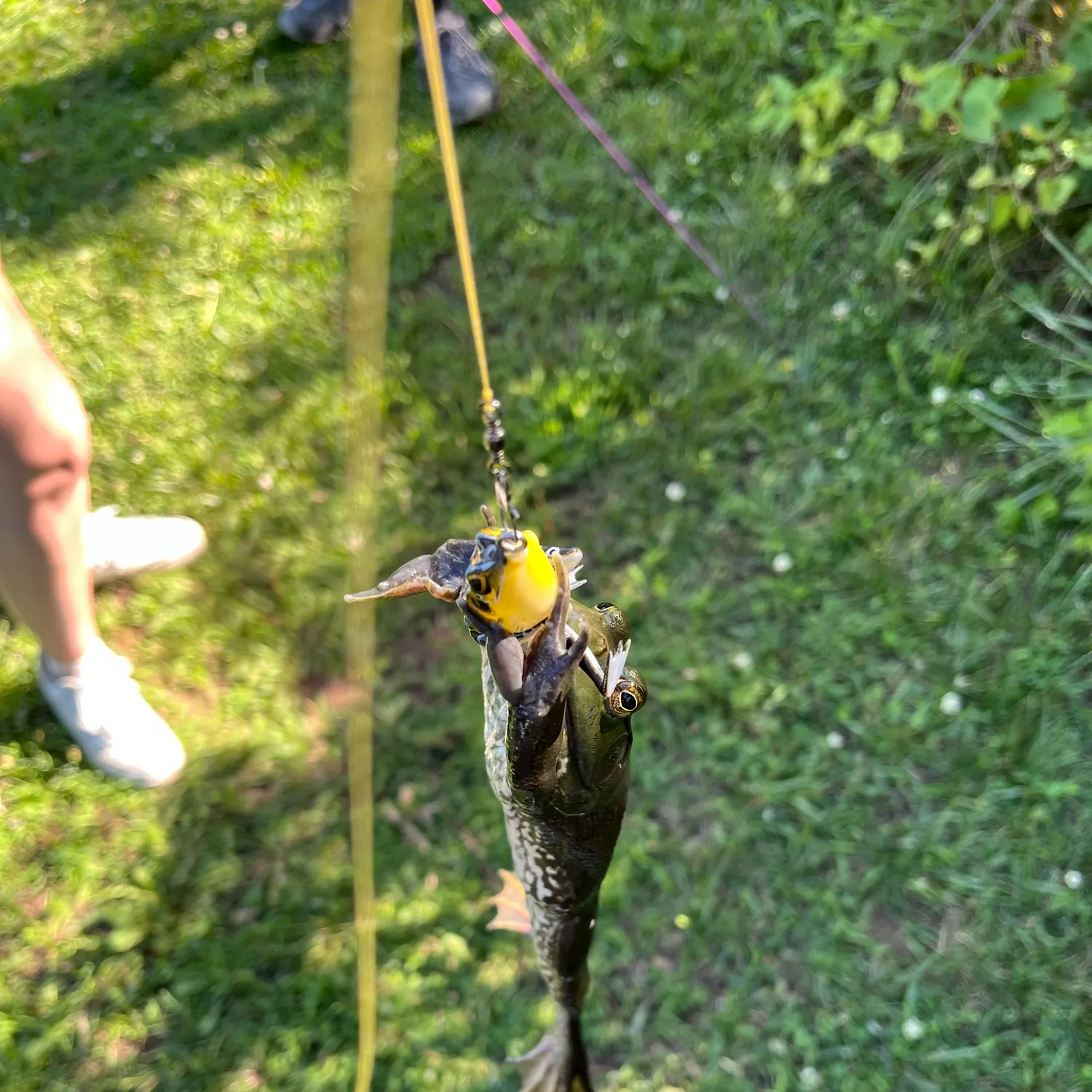 catch