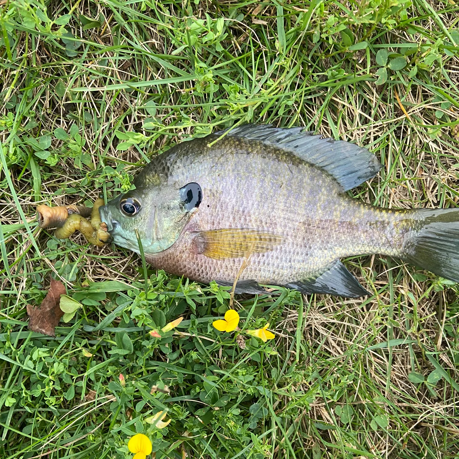 Bluegill caught on Fishbrain