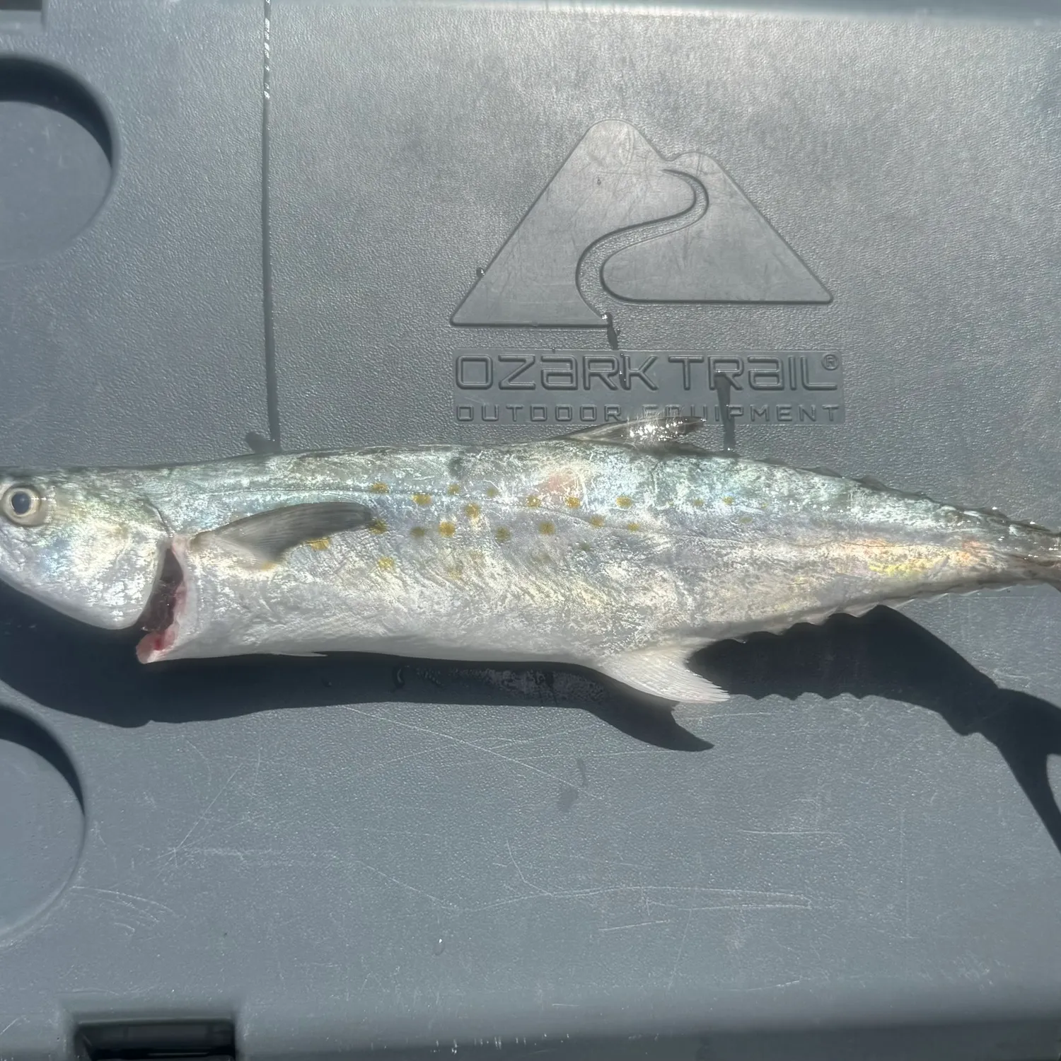 Spanish mackerel caught on Fishbrain