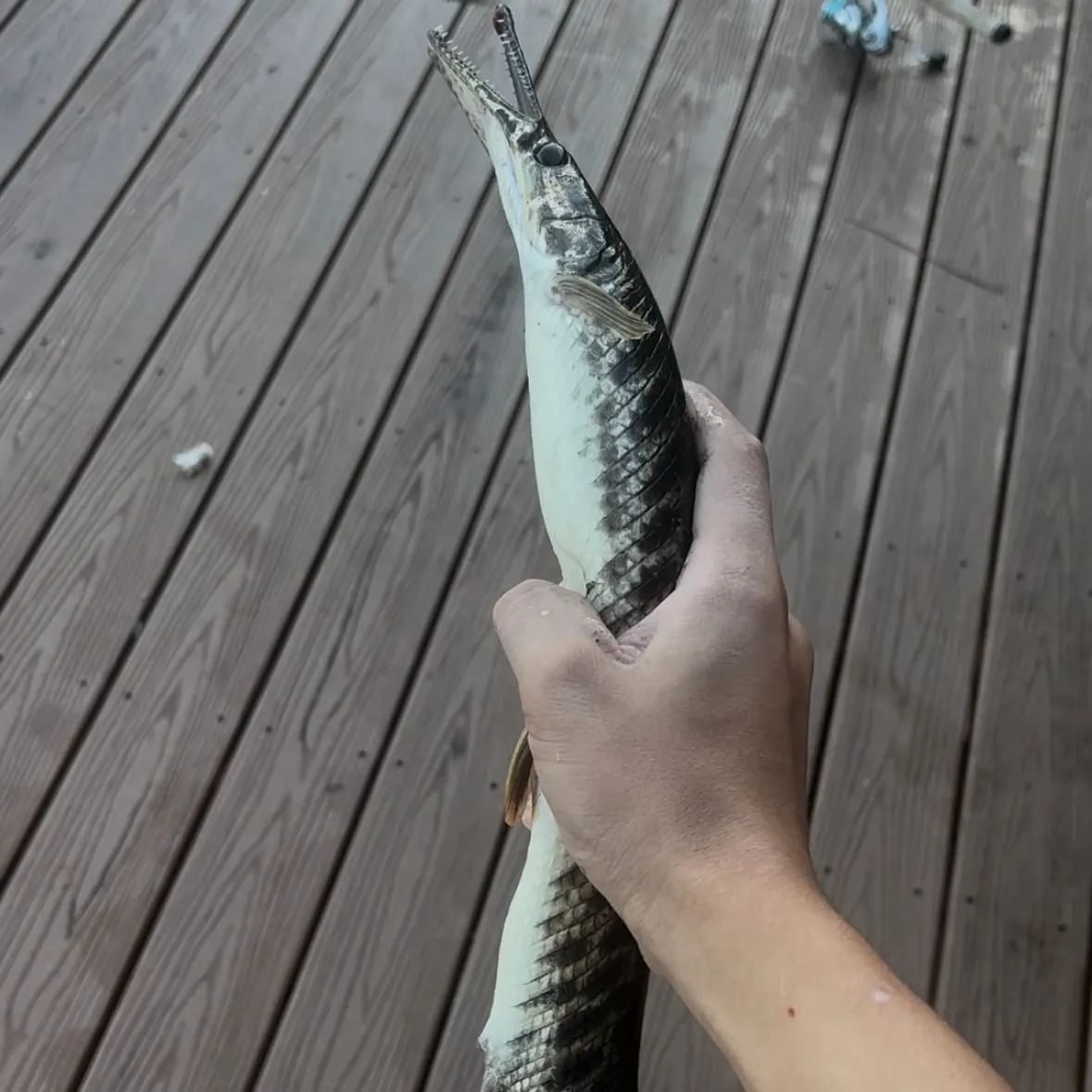 Spotted gar caught on Fishbrain