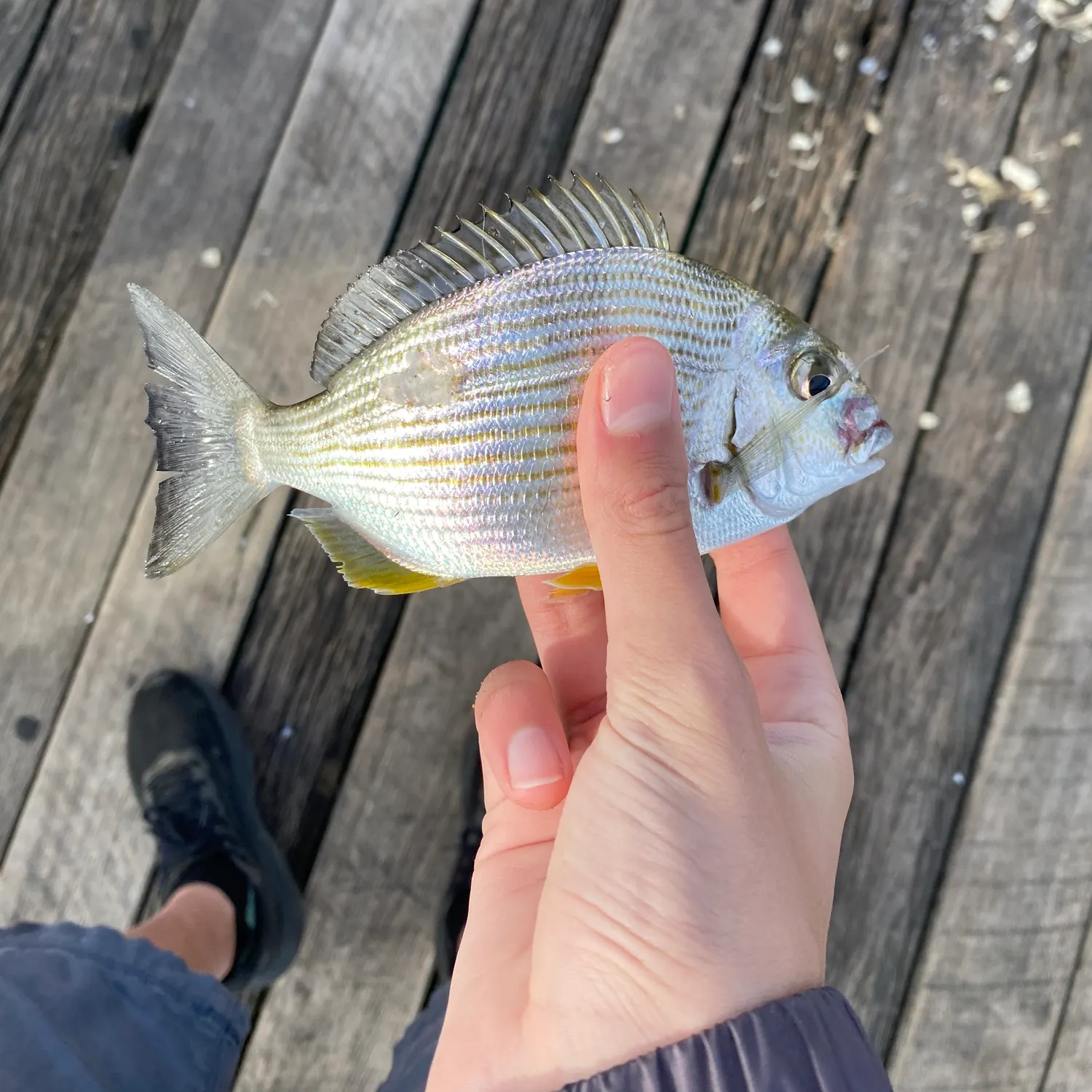 Surf bream caught on Fishbrain