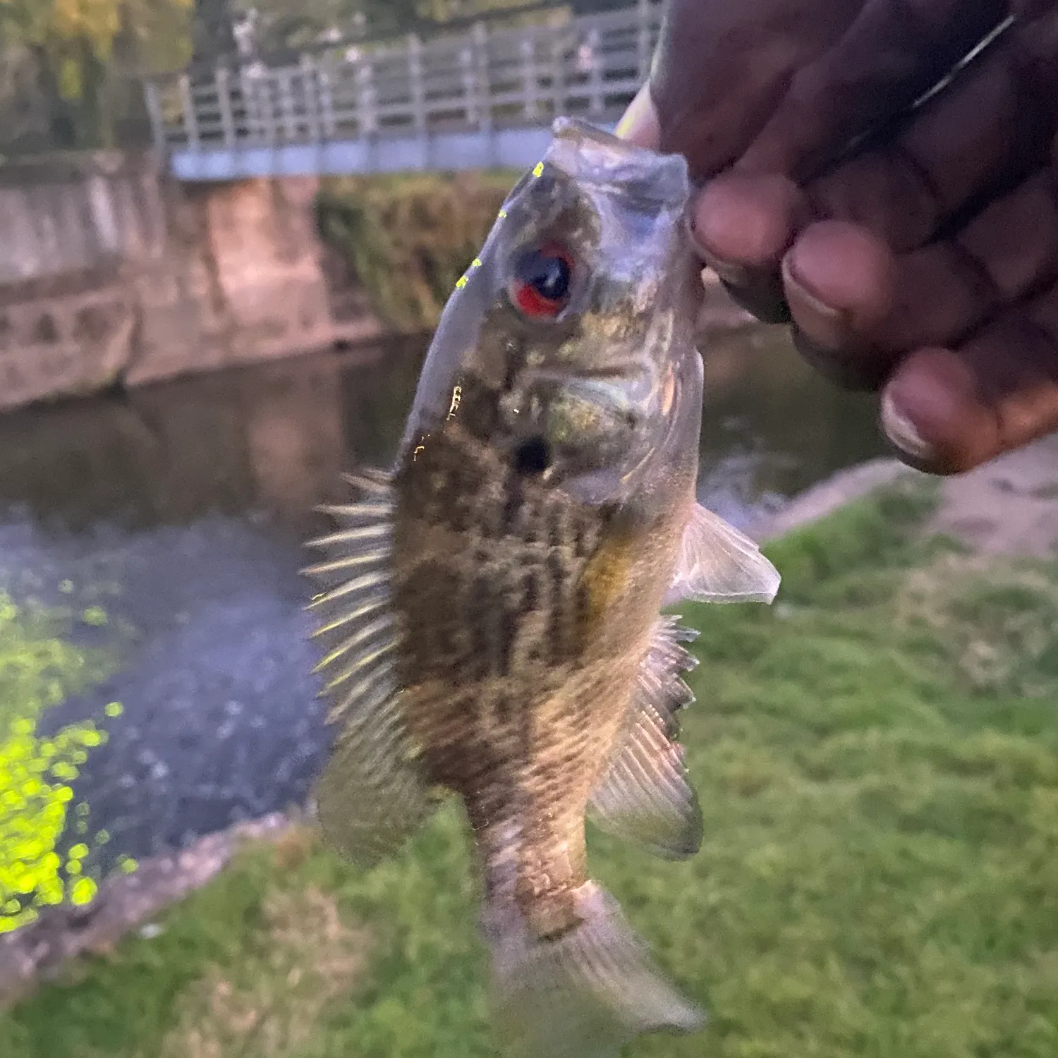 Rock bass caught on Fishbrain