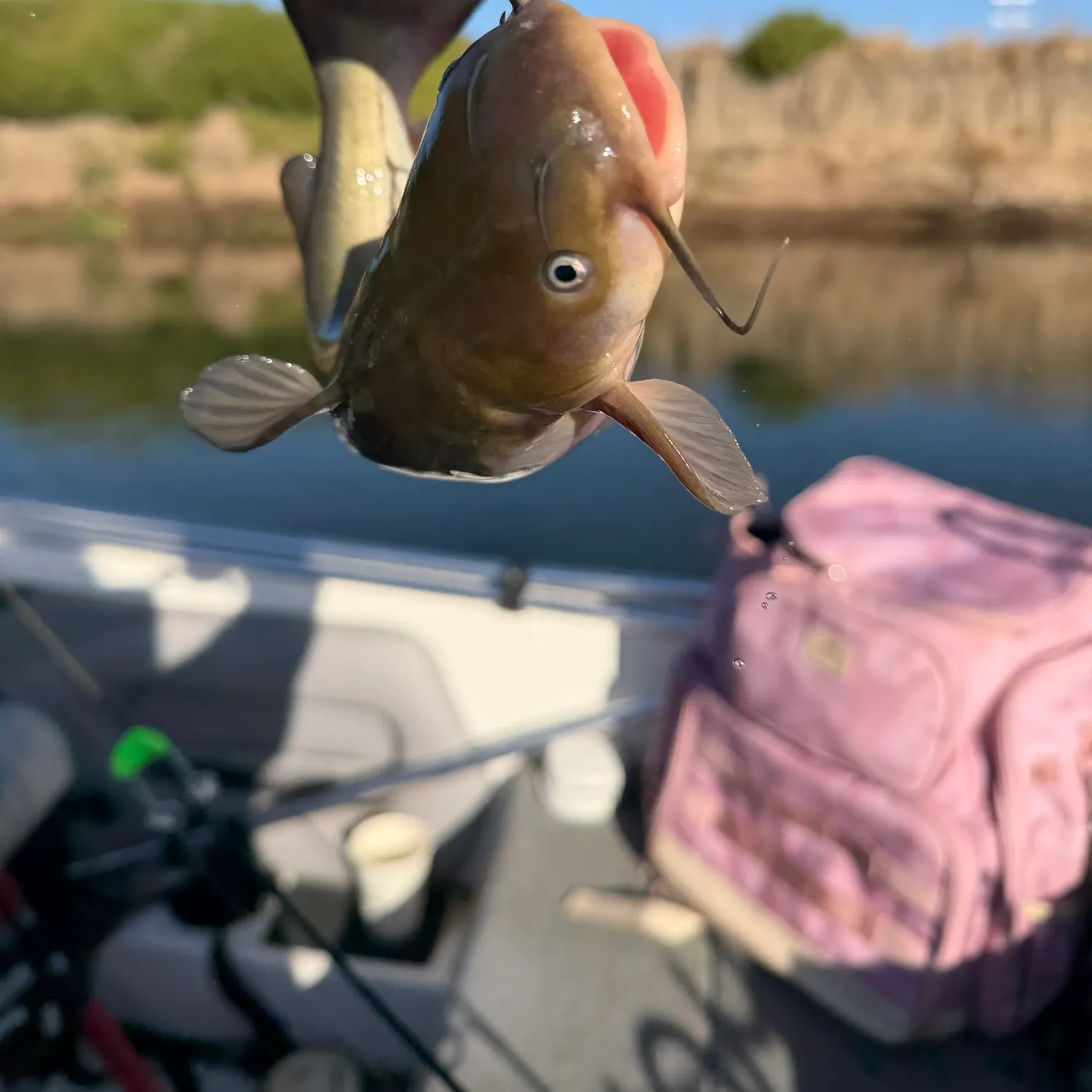 Black bullhead caught on Fishbrain