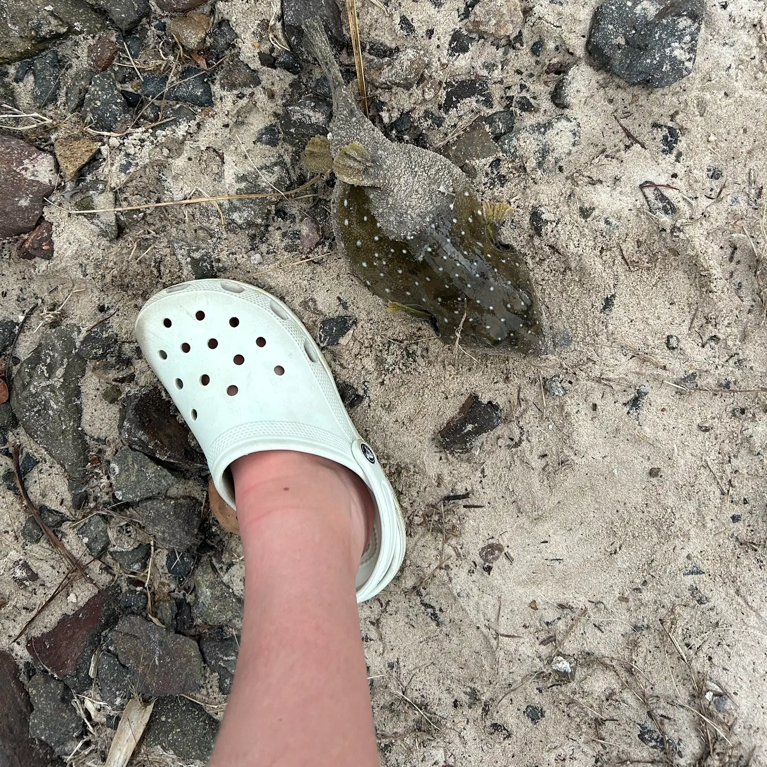 The most recent Reticulated pufferfish catches on Fishbrain