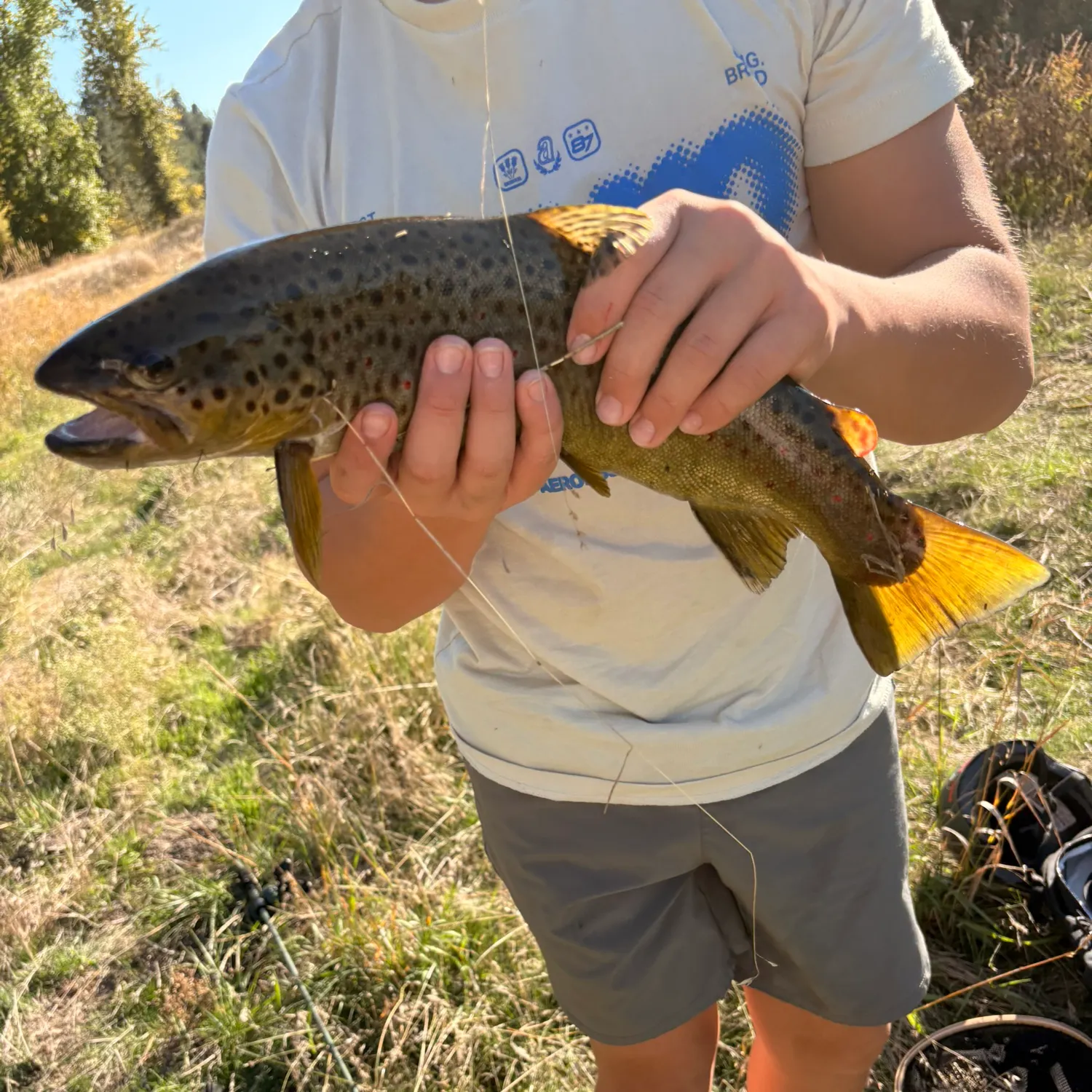 Brown trout caught on Fishbrain