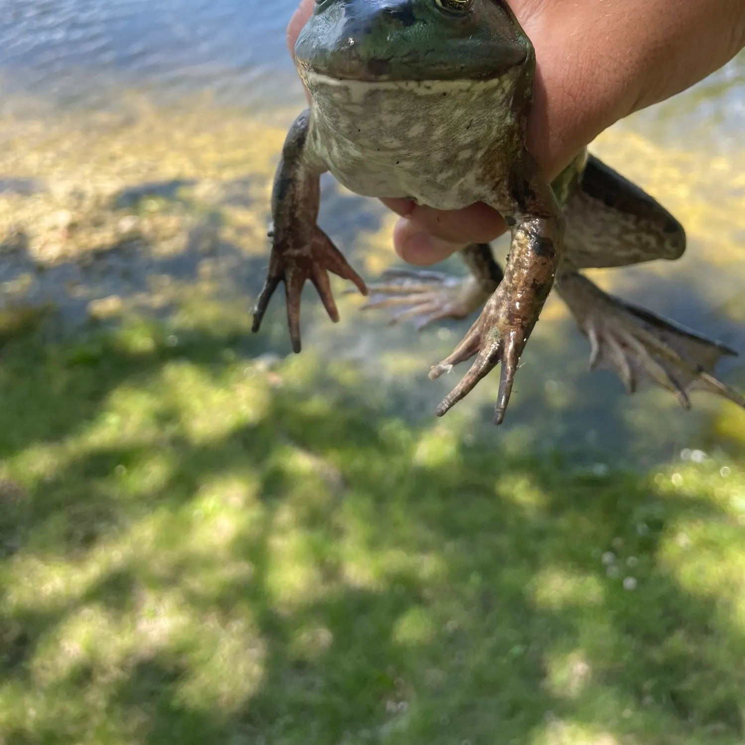 The most recent Warty frogfish catches on Fishbrain