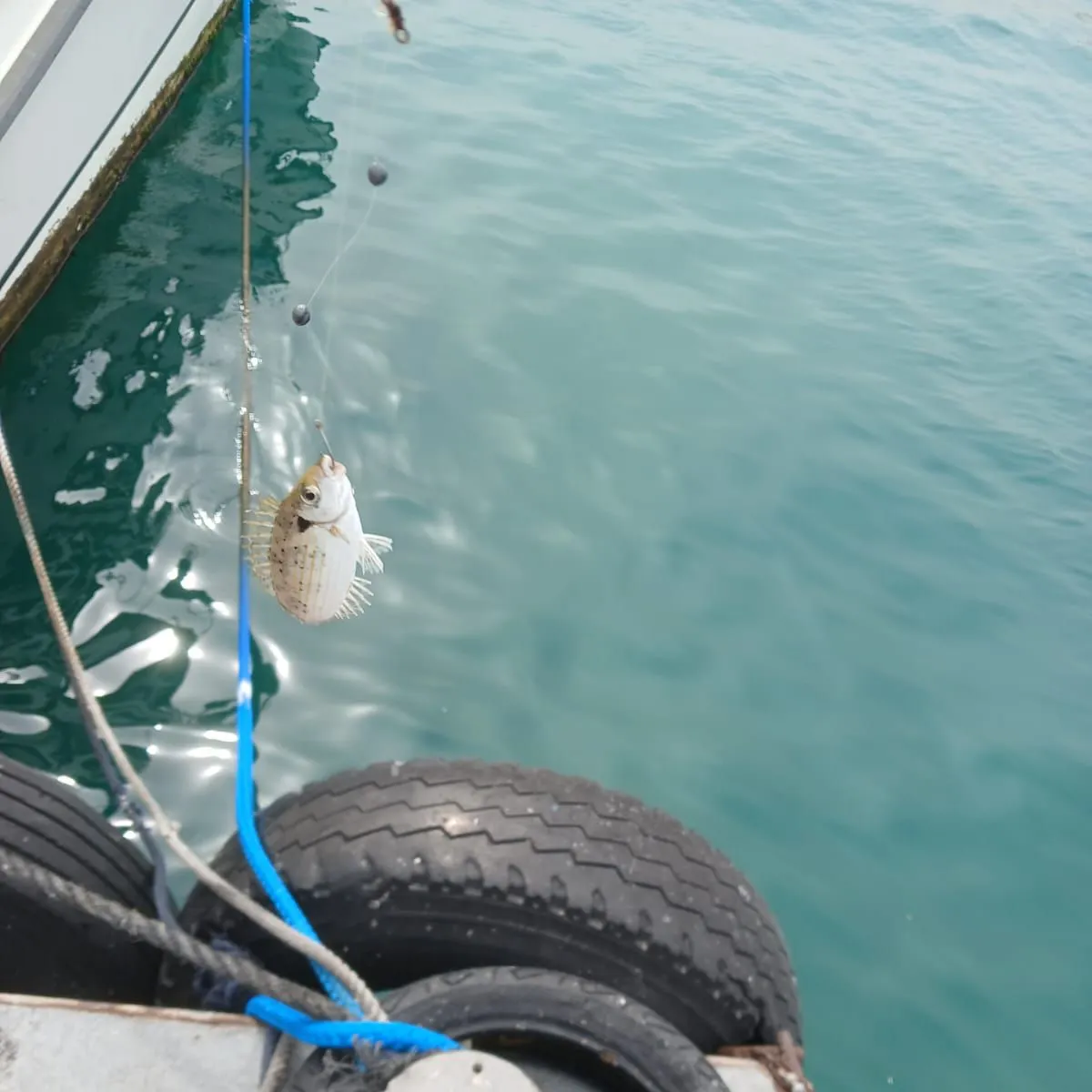 The most recent Marbled Spinefoot catches on Fishbrain