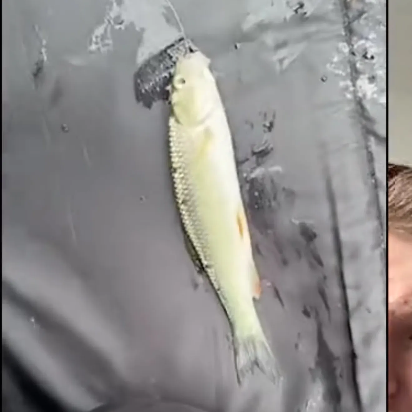 European chub caught on Fishbrain