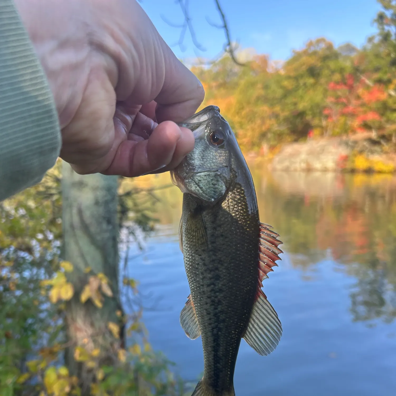 Largemouth bass caught on Fishbrain