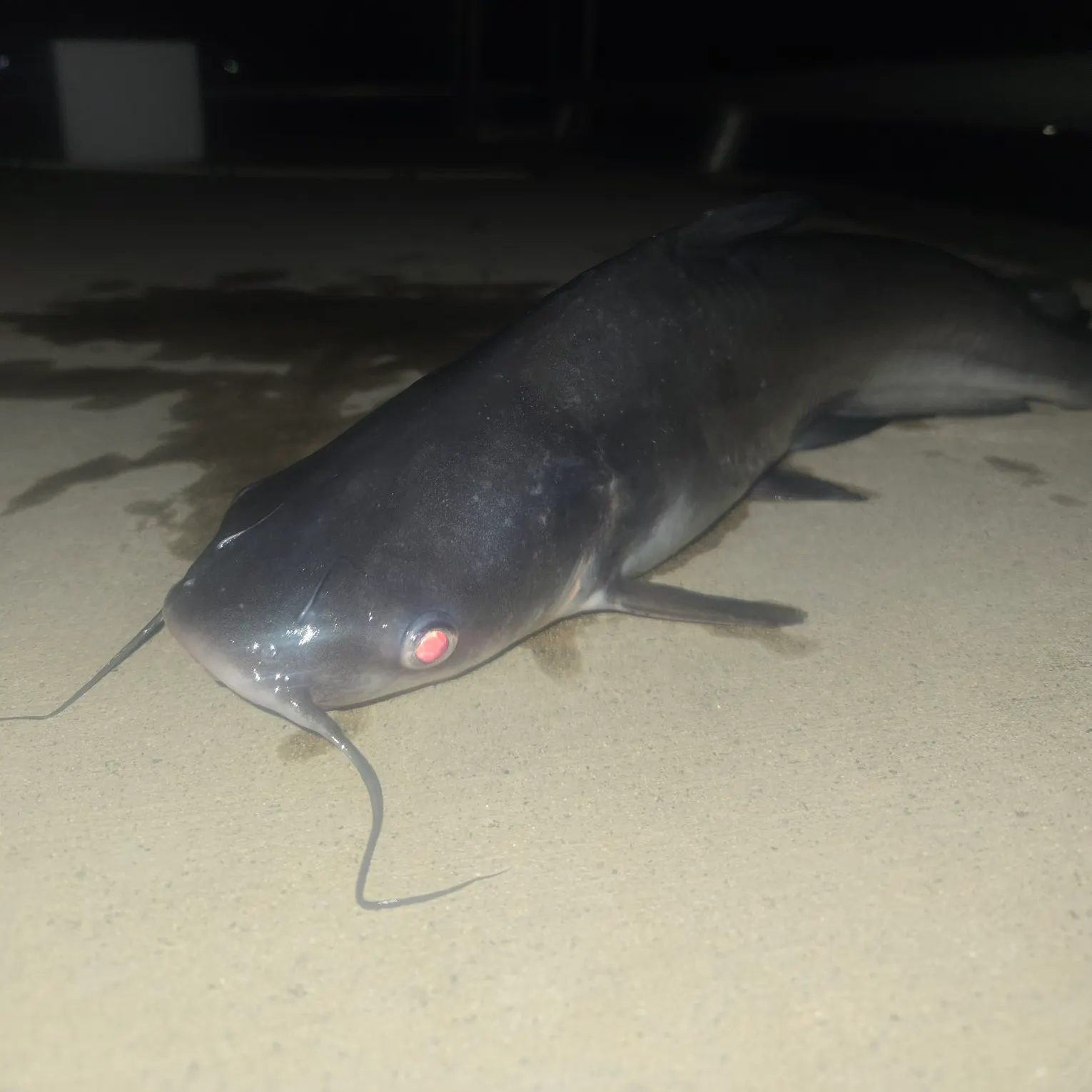 Channel catfish caught on Fishbrain