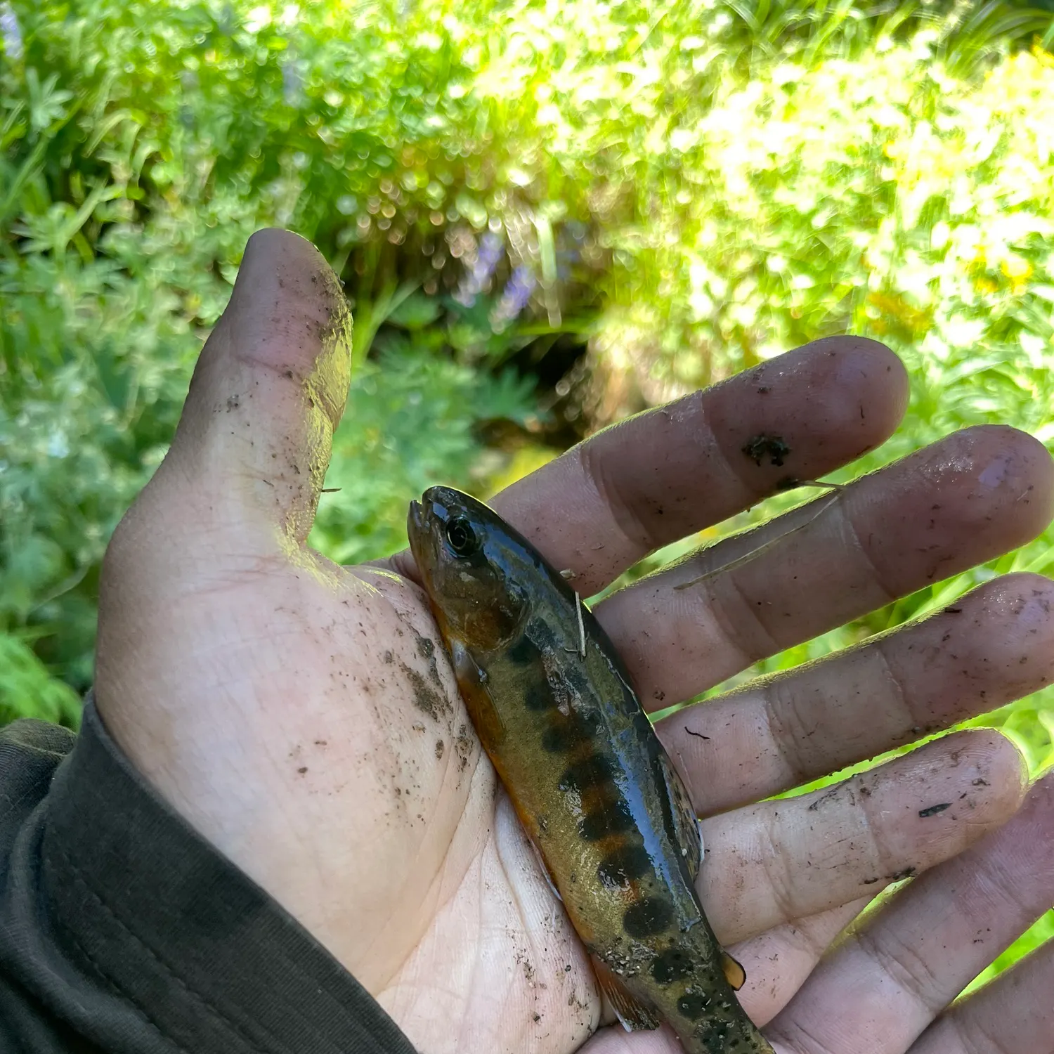 The most recent Little Kern golden trout catches on Fishbrain