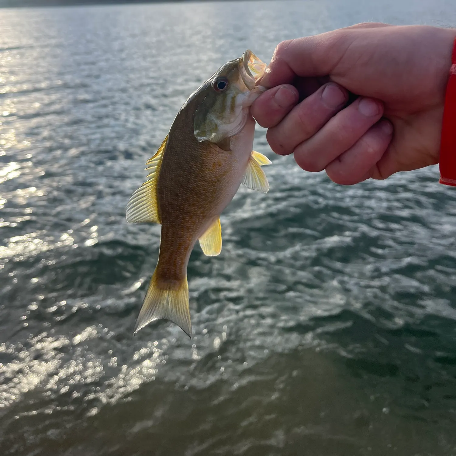 Smallmouth bass caught on Fishbrain