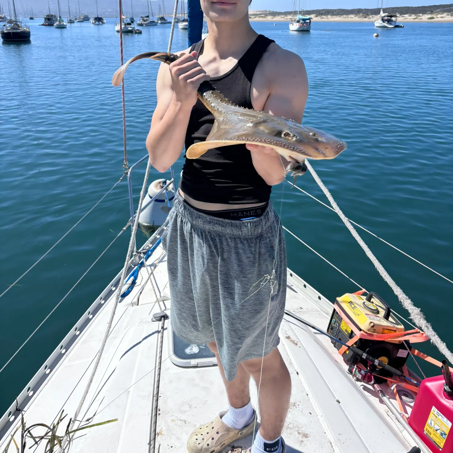 Thornback guitarfish caught on Fishbrain