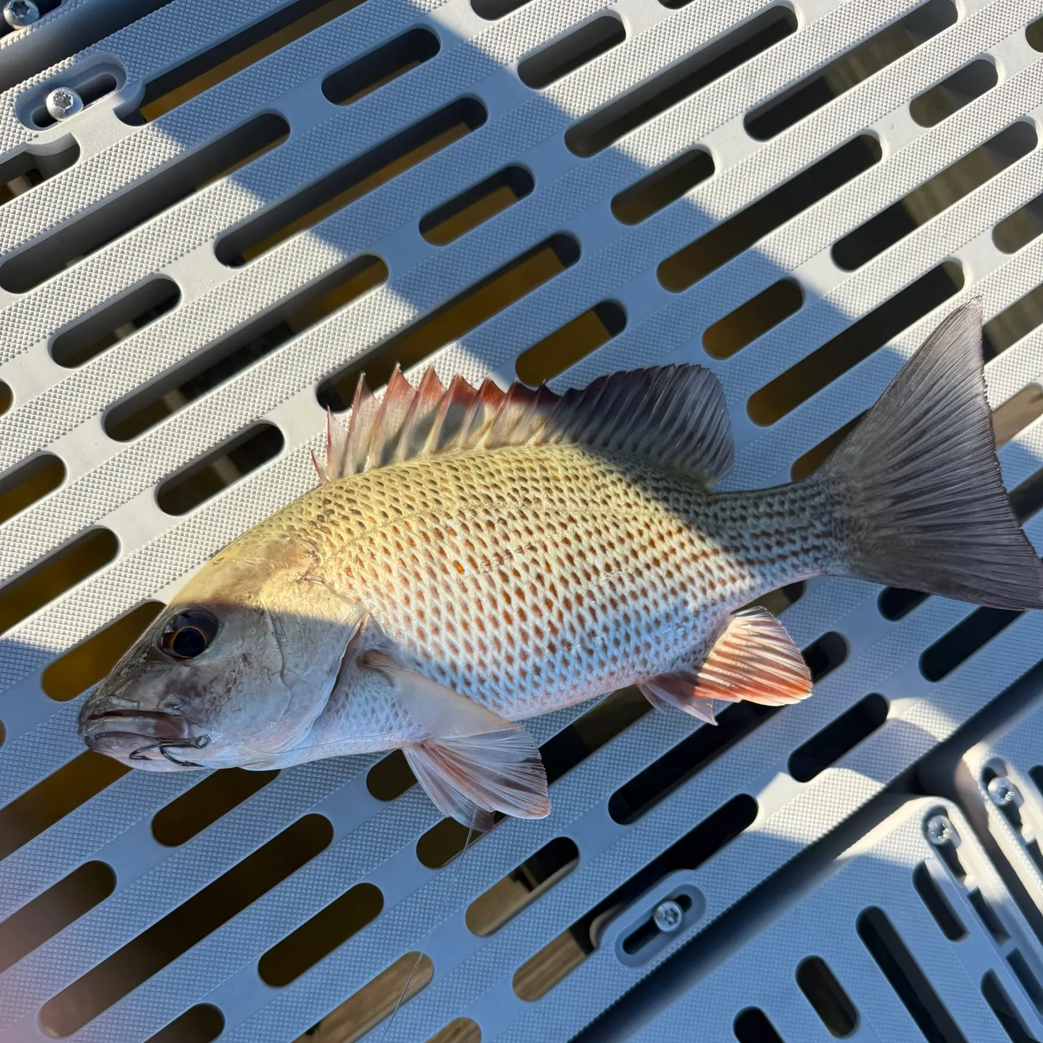 Mangrove snapper caught on Fishbrain