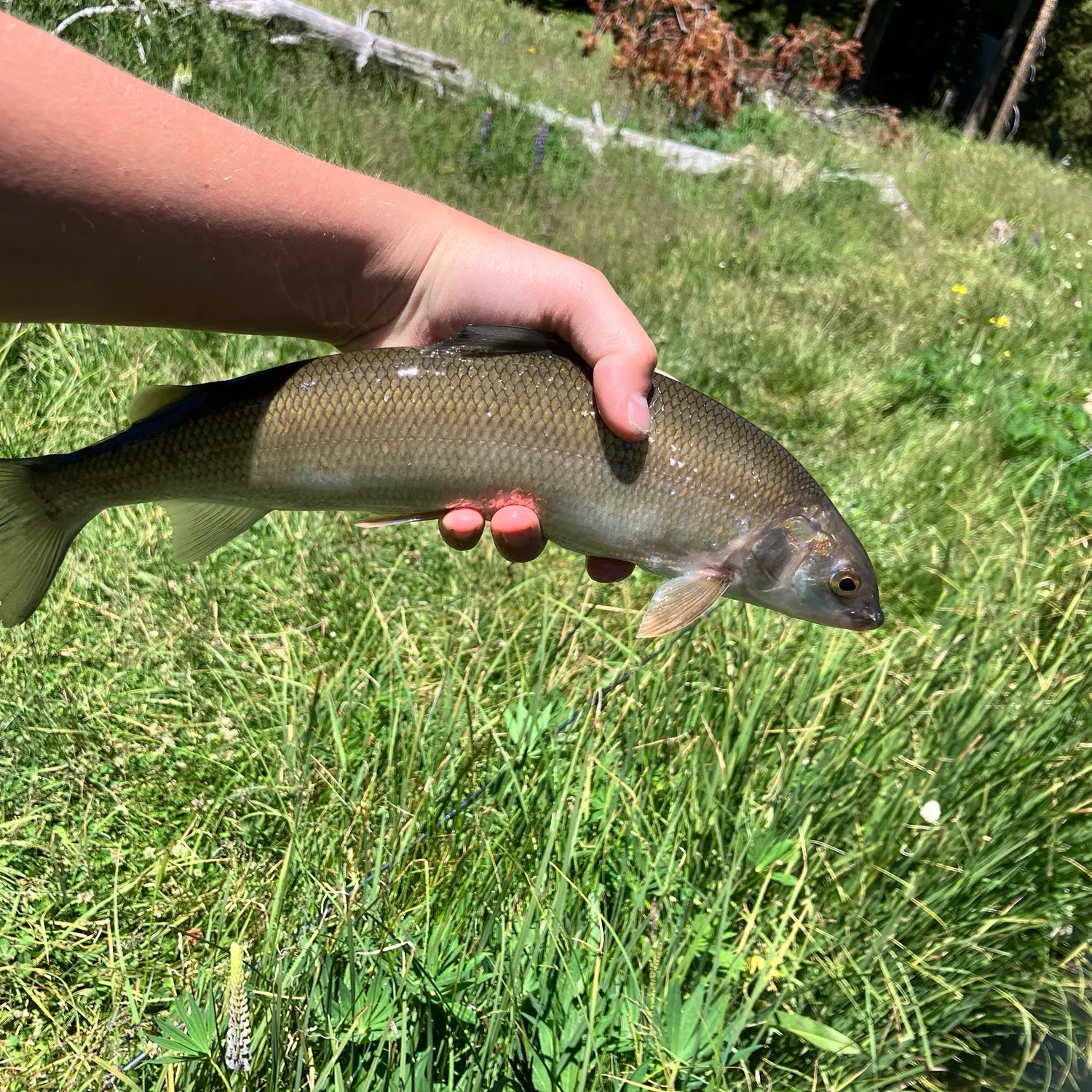 The most recent Mountain whitefish catches on Fishbrain